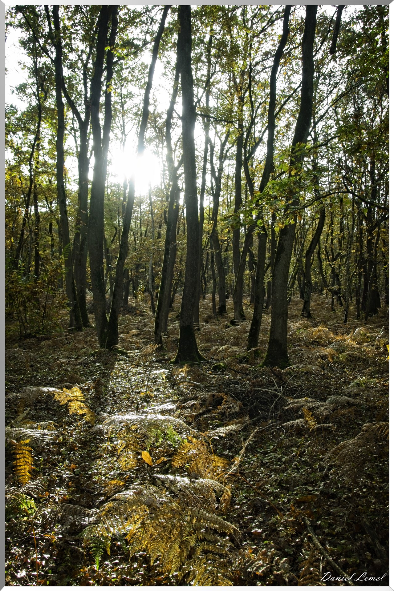 Bois de Brillehaut à l'Automne