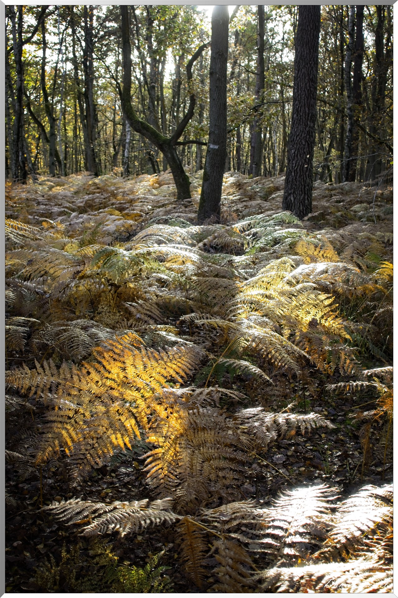 Bois de Brillehaut à l'Automne