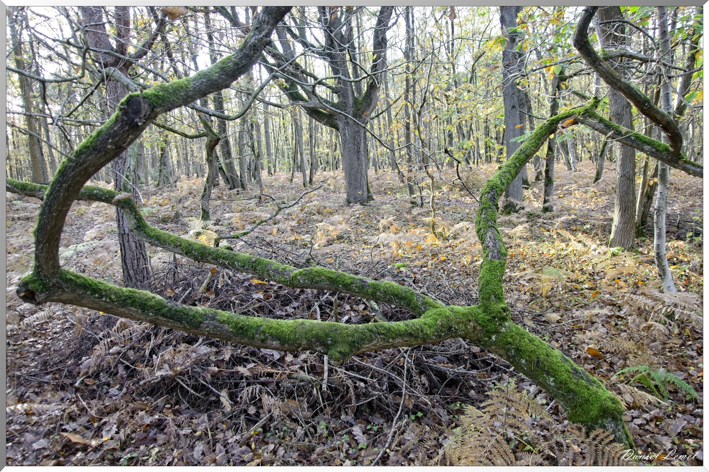 Bois de Brillehaut à l'Automne