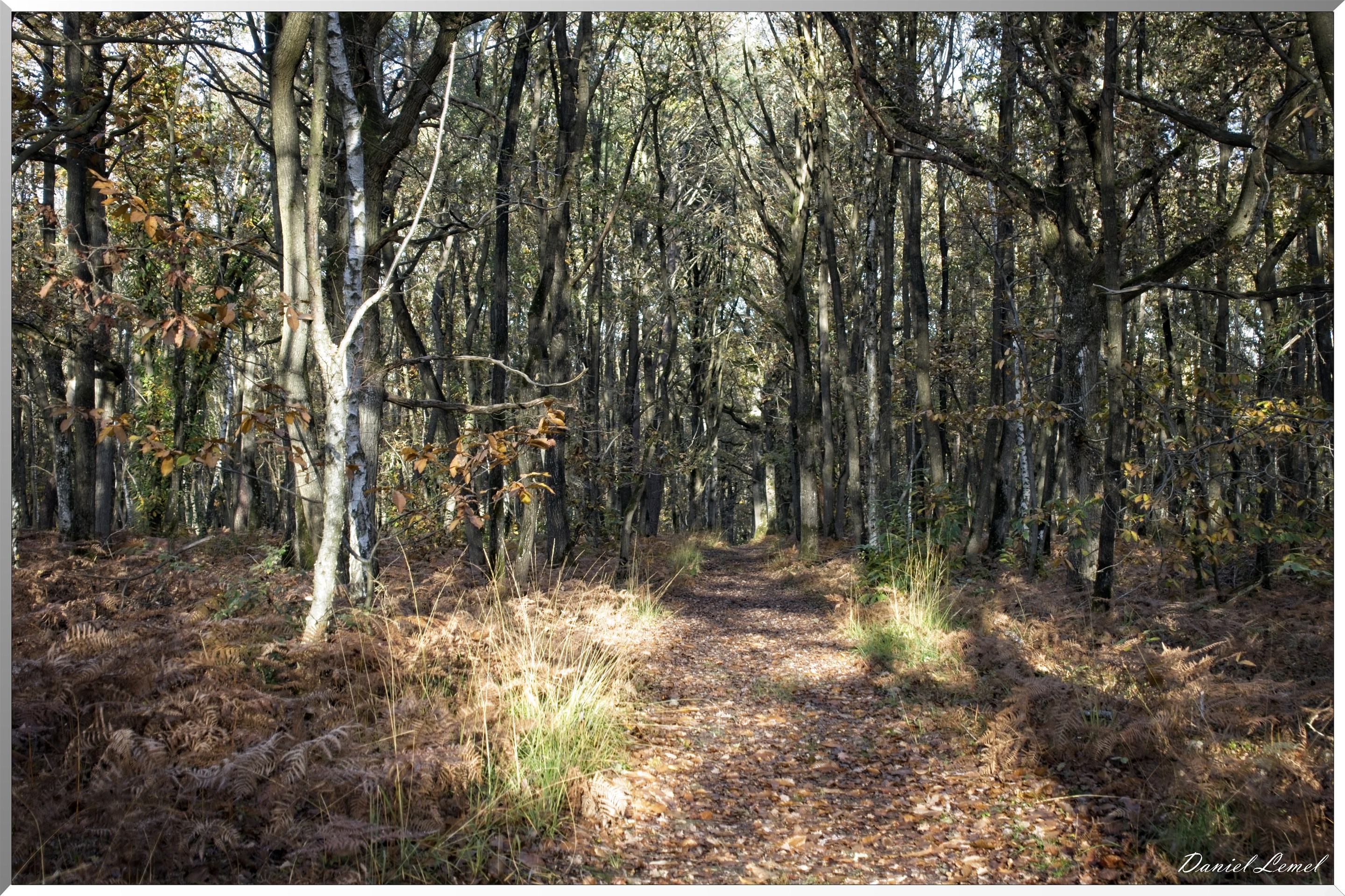 Bois de Brillehaut à l'Automne