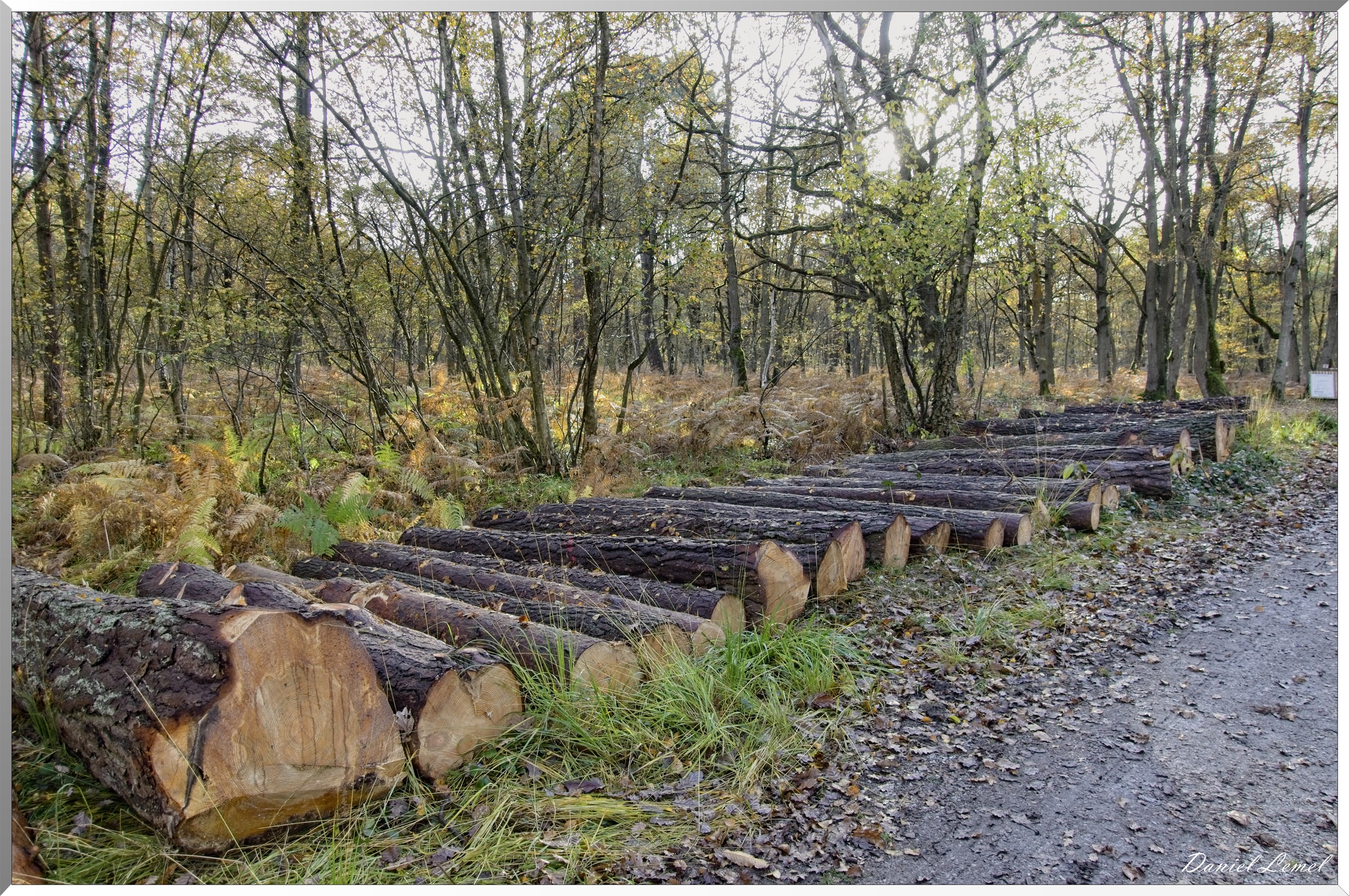Bois de Brillehaut à l'Automne
