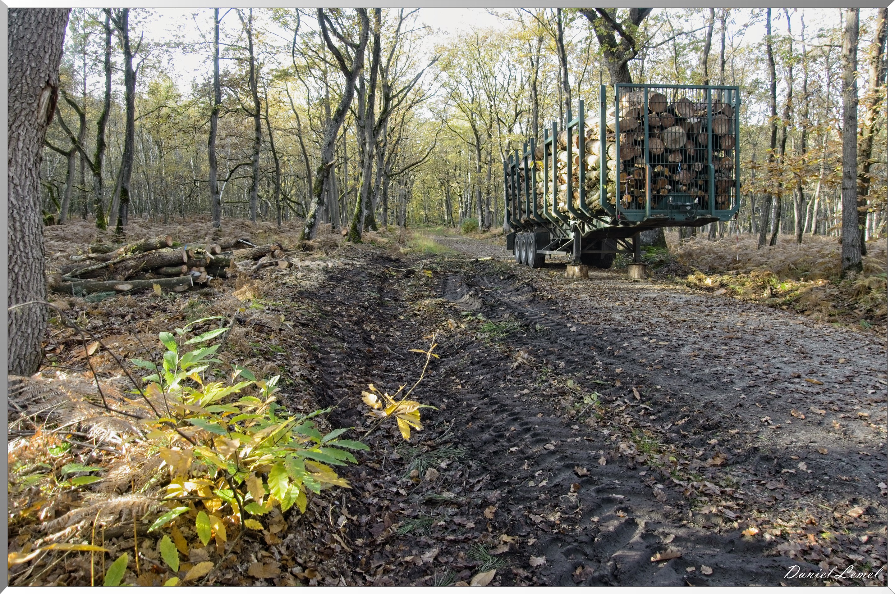 Bois de Brillehaut à l'Automne