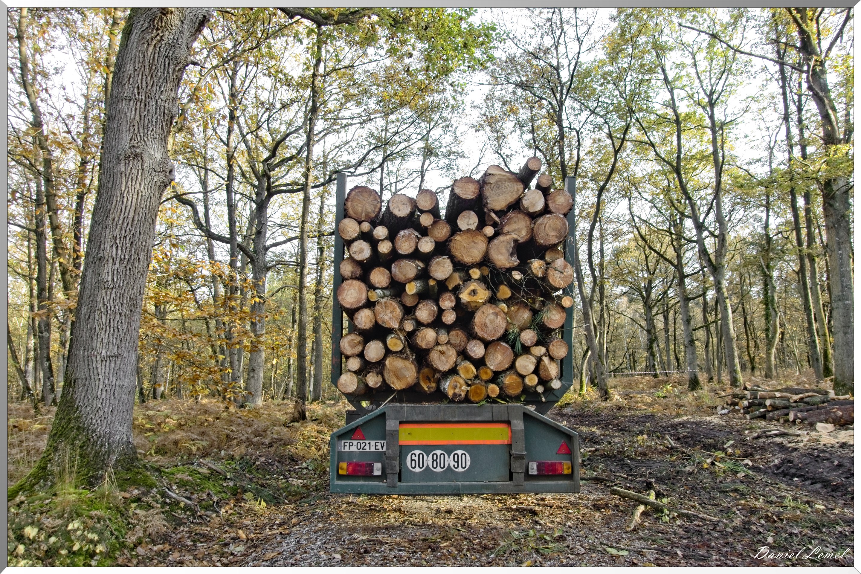 Bois de Brillehaut à l'Automne