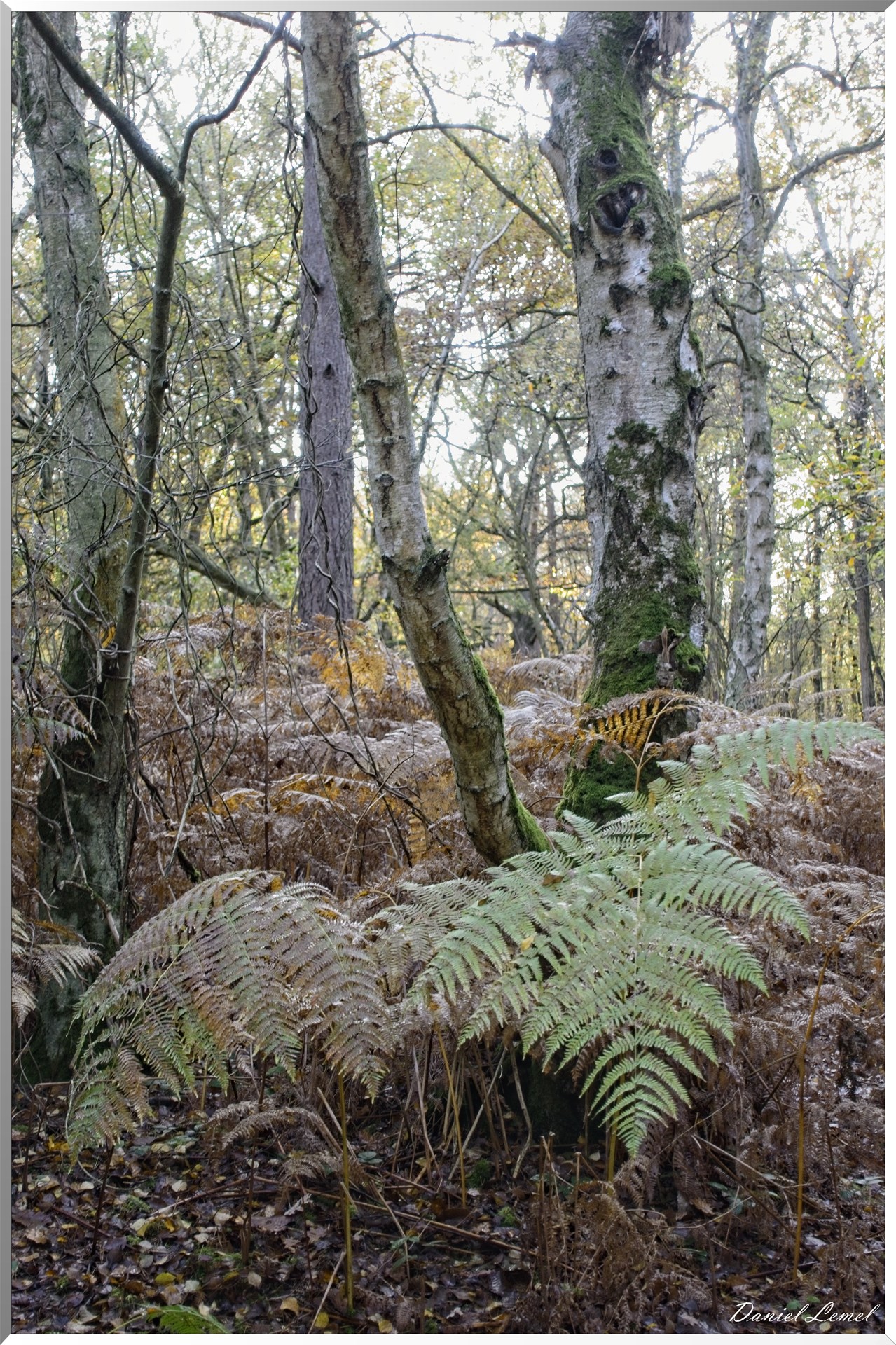 Bois de Brillehaut à l'Automne