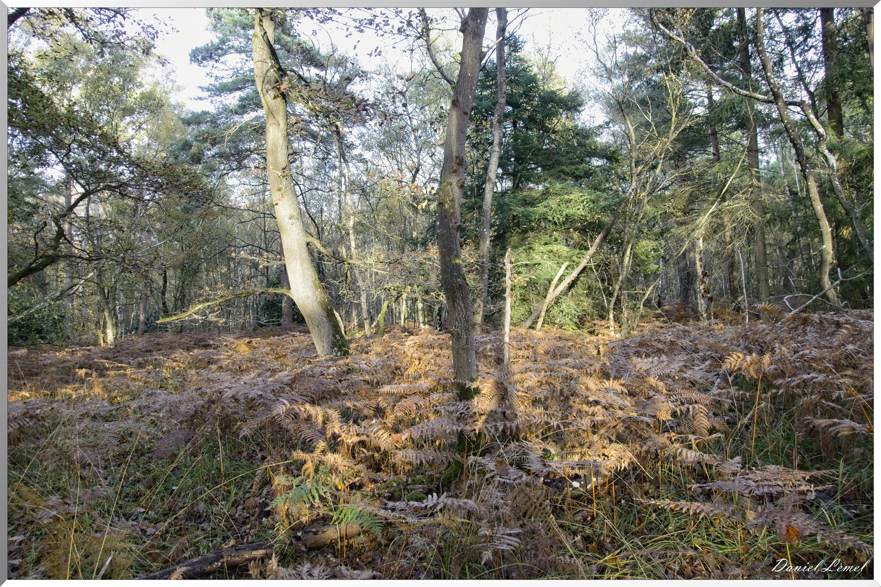 Bois de Brillehaut à l'Automne