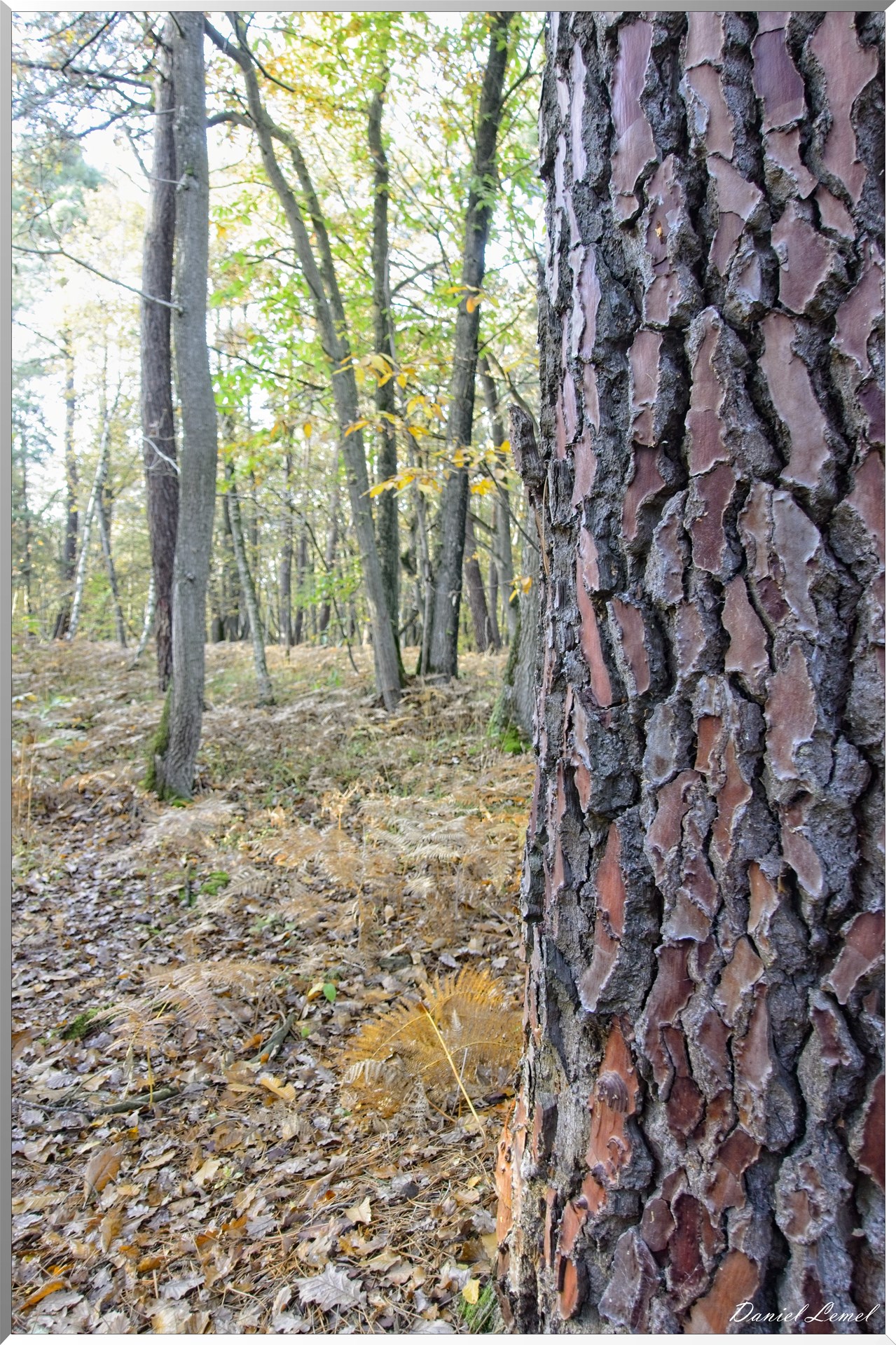 Bois de Brillehaut à l'Automne