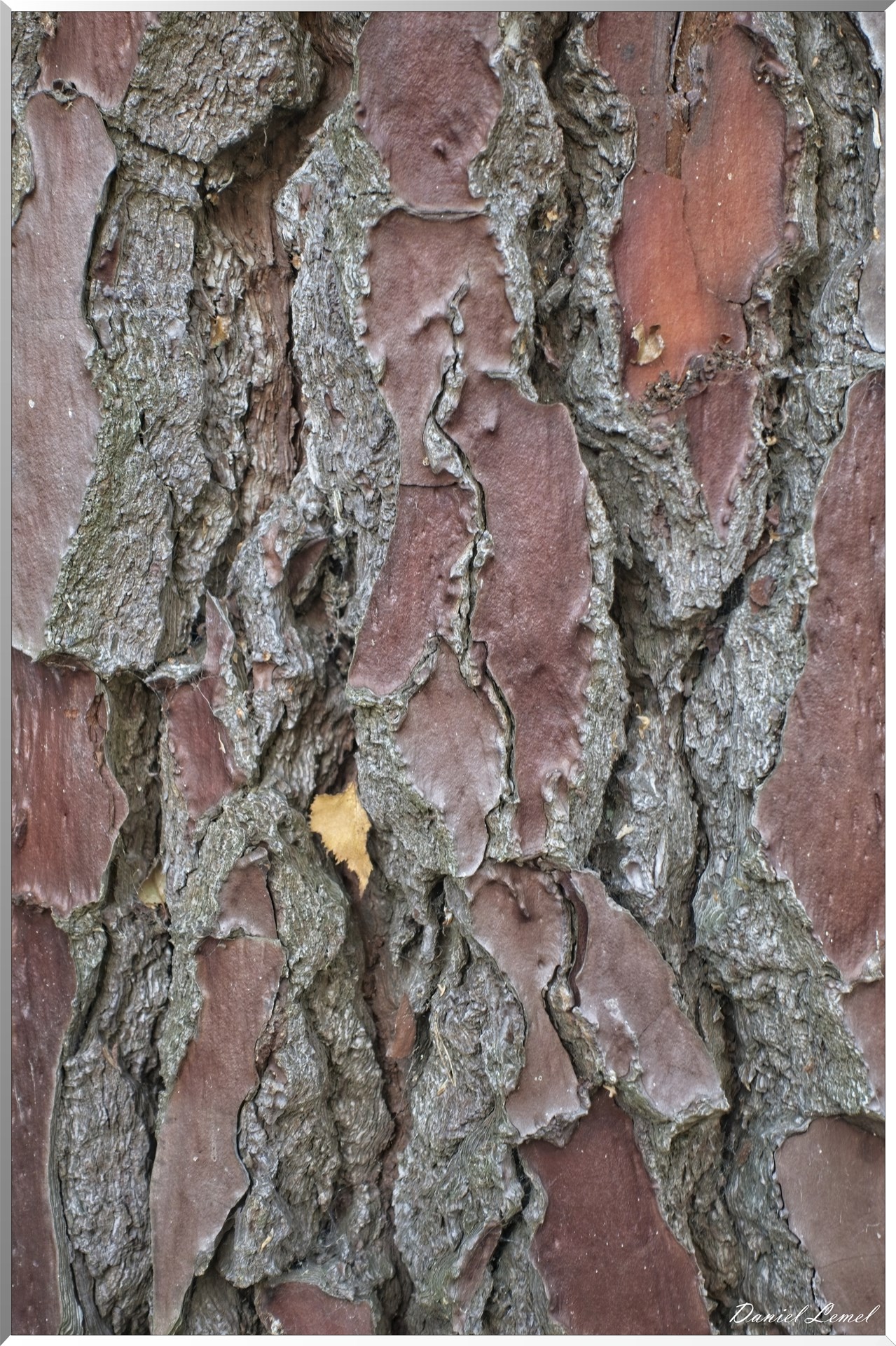 Bois de Brillehaut à l'Automne