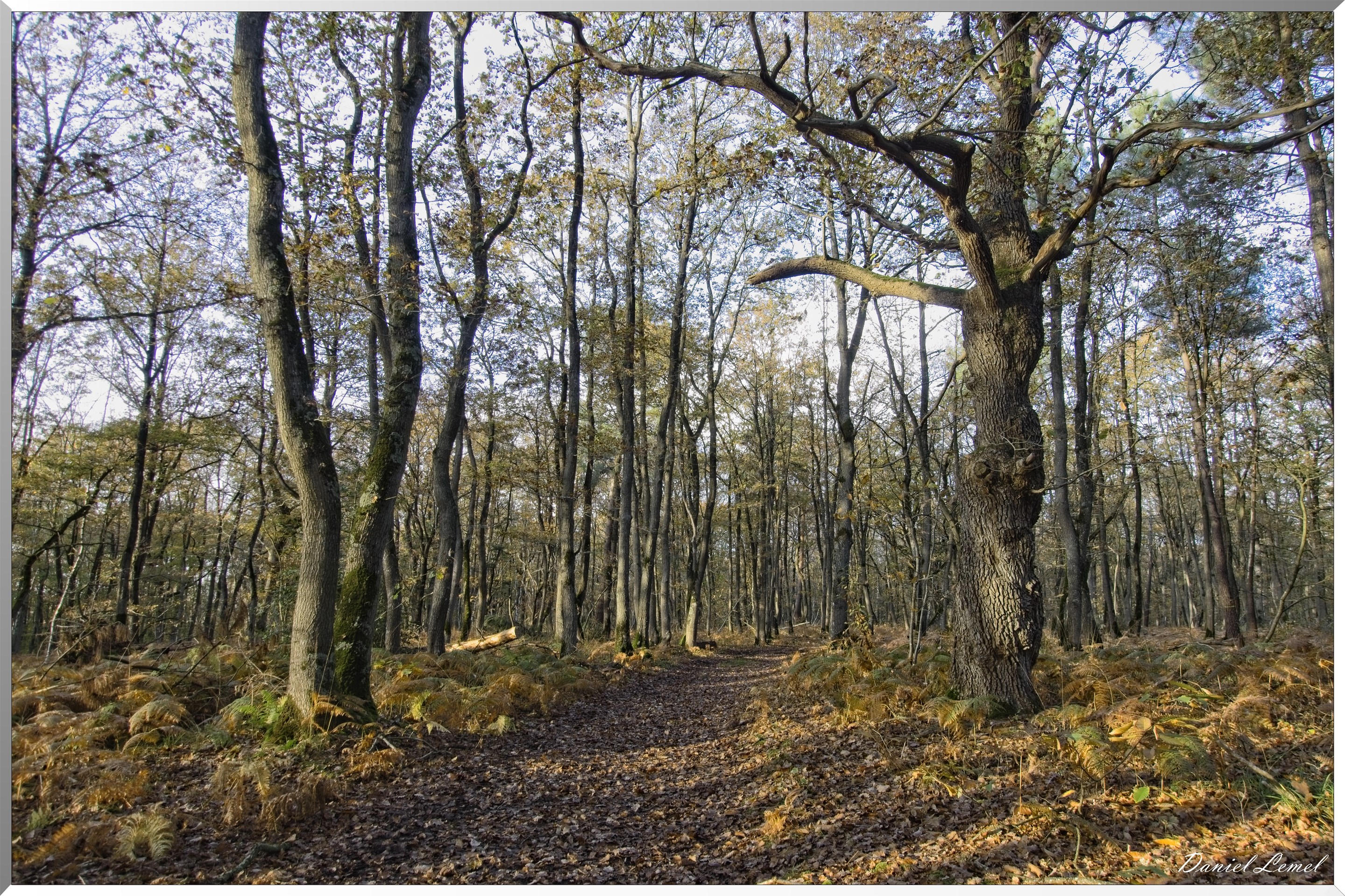 Bois de Brillehaut à l'Automne