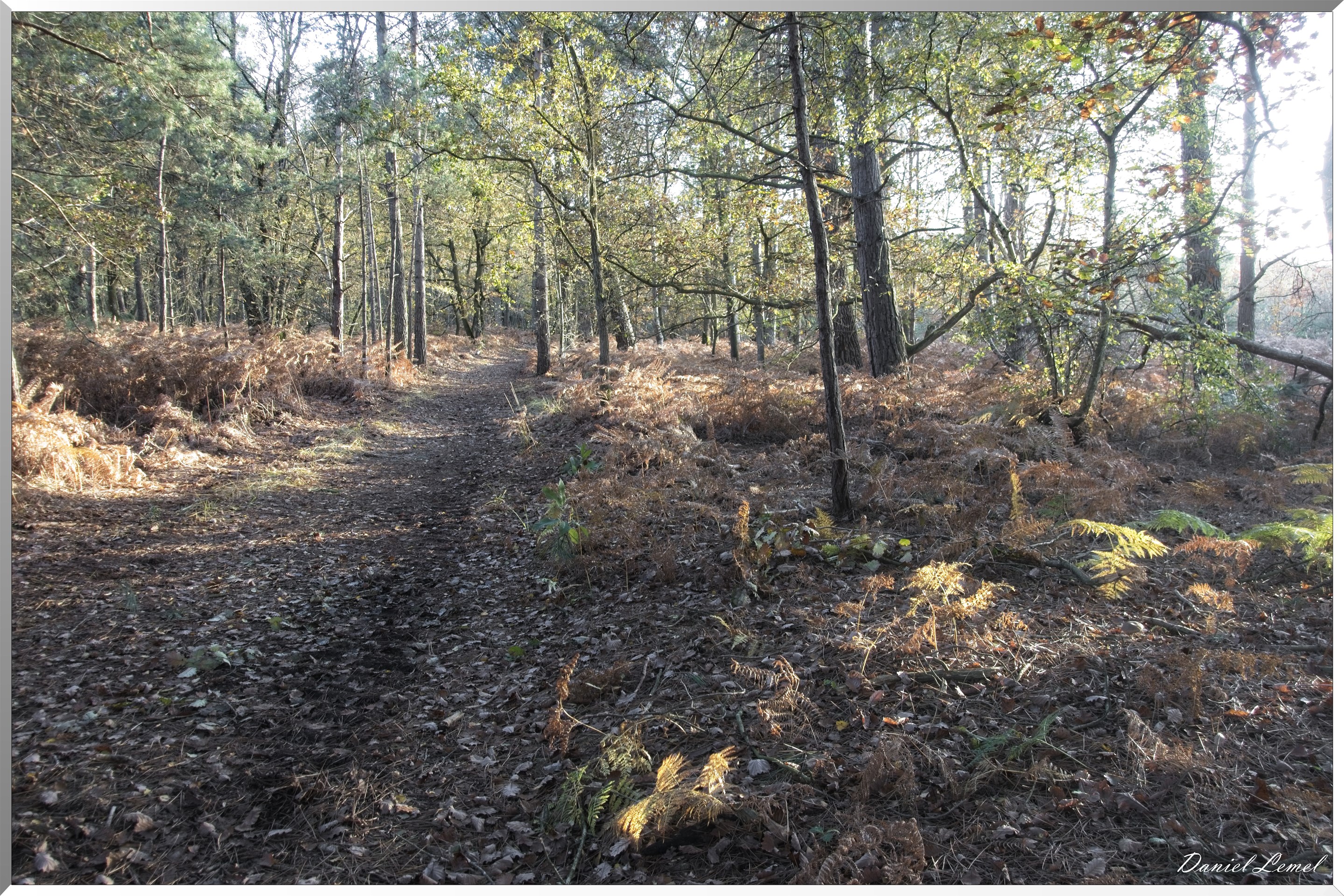 Bois de Brillehaut à l'Automne