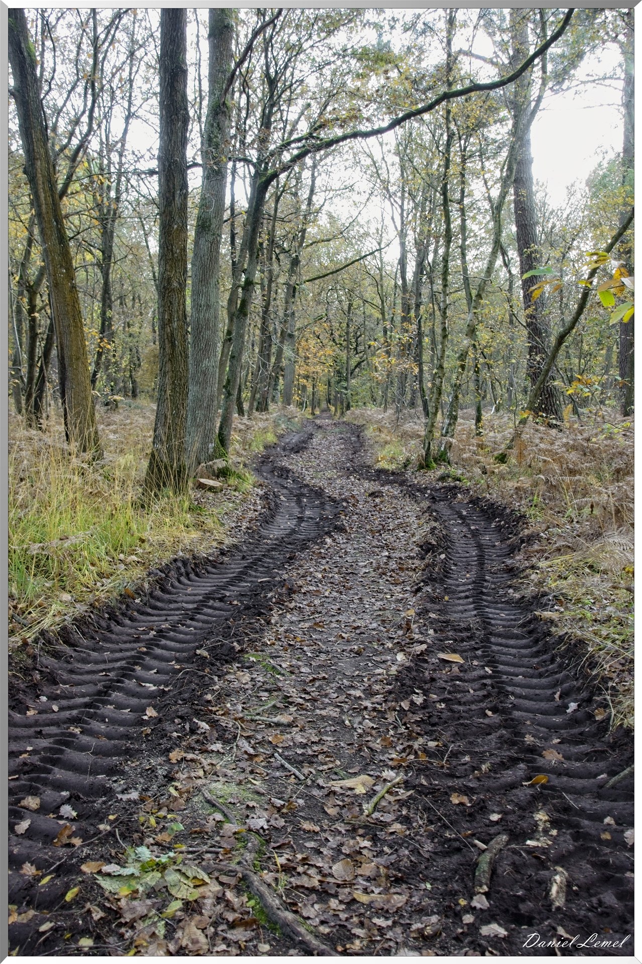 Bois de Brillehaut à l'Automne