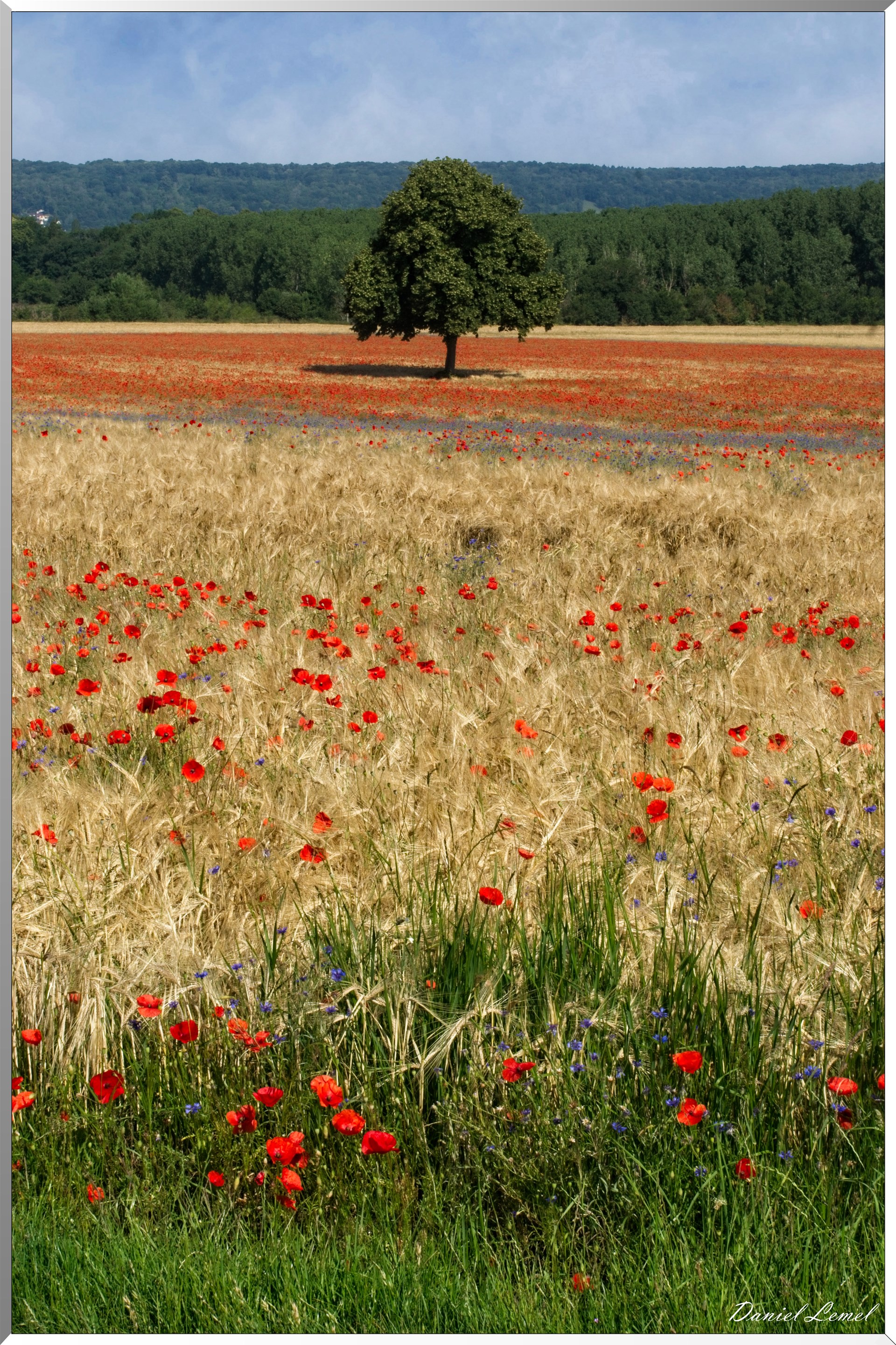 Champs de coquelicots