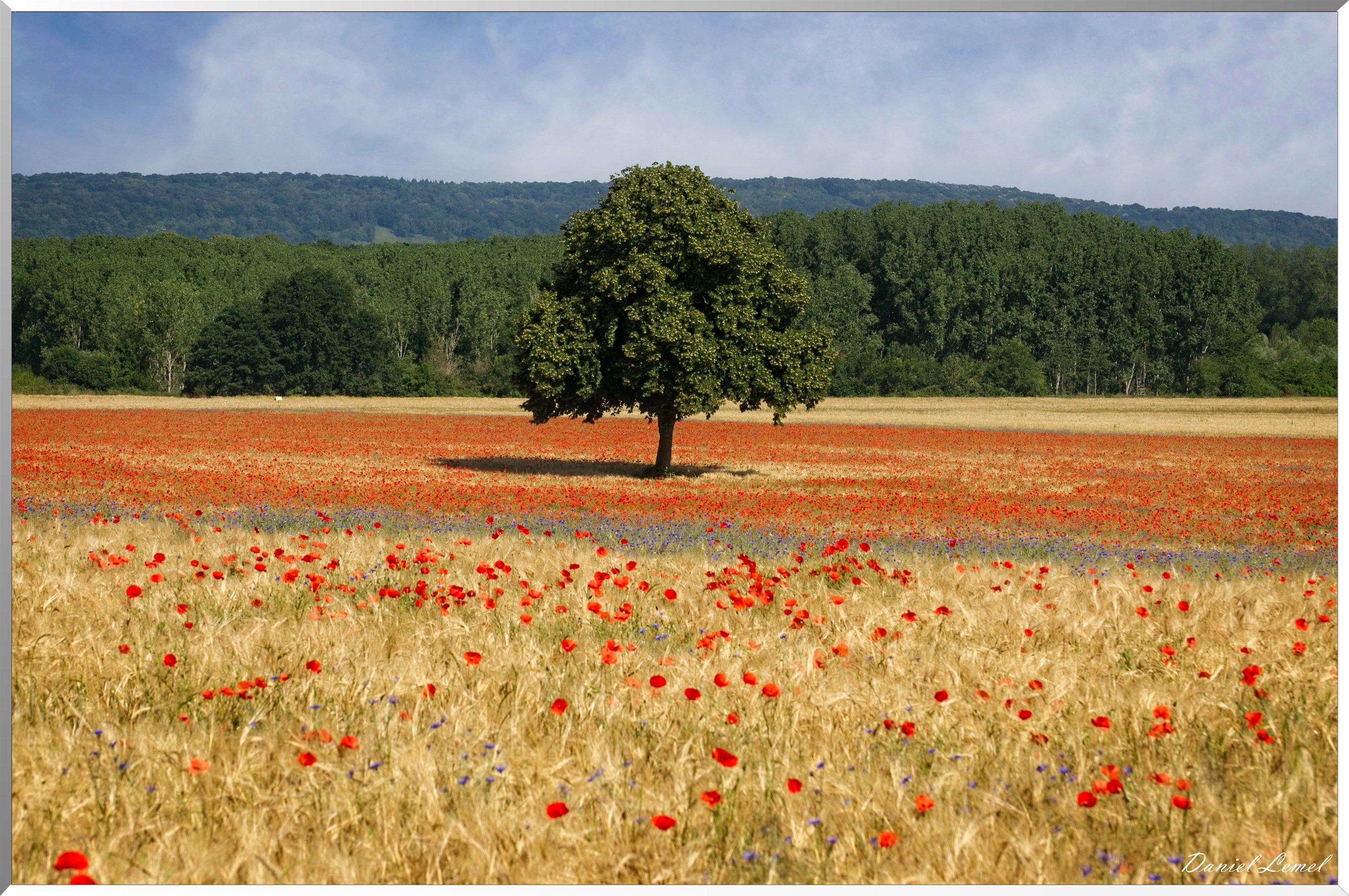 Champs de coquelicots