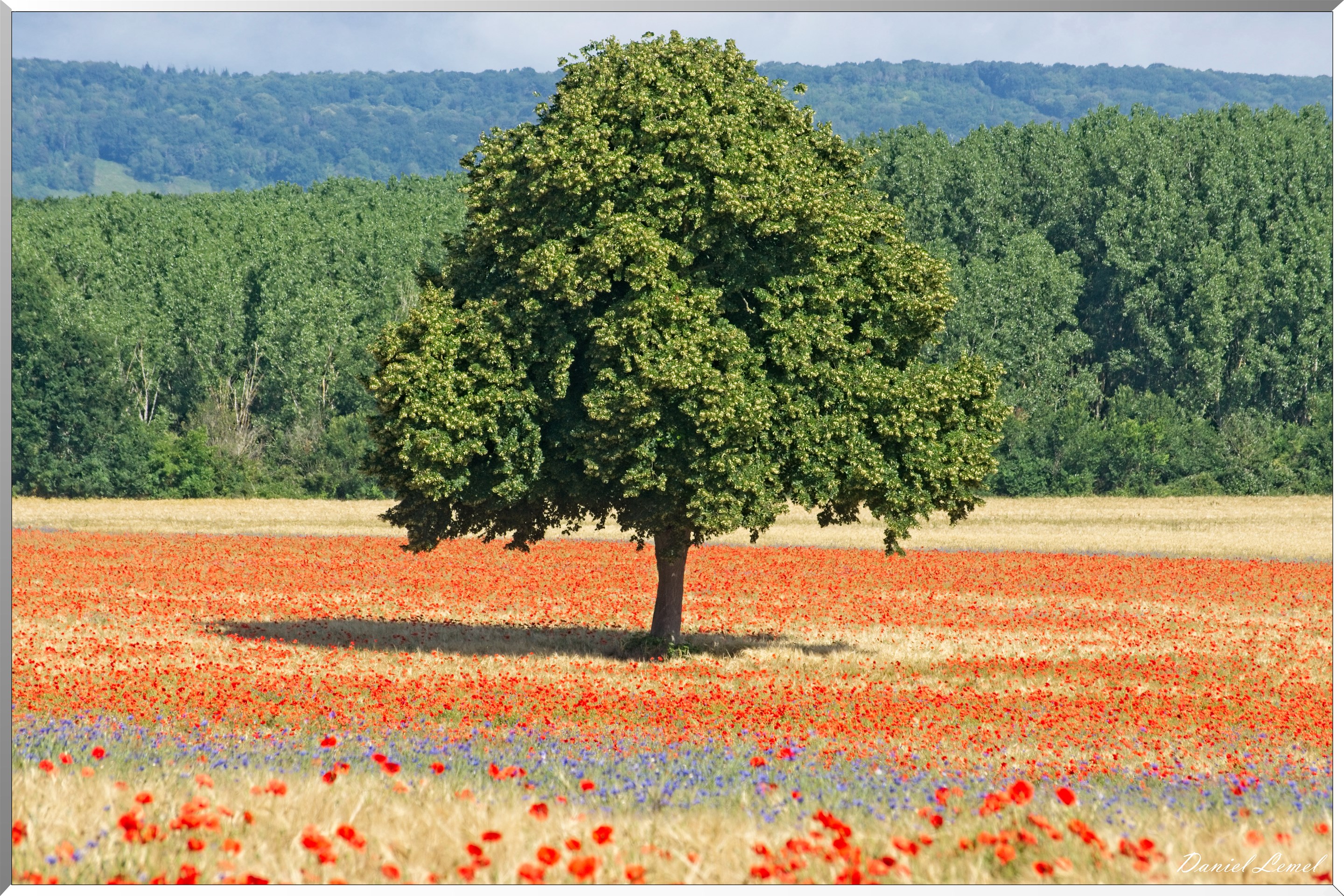 Champs de coquelicots