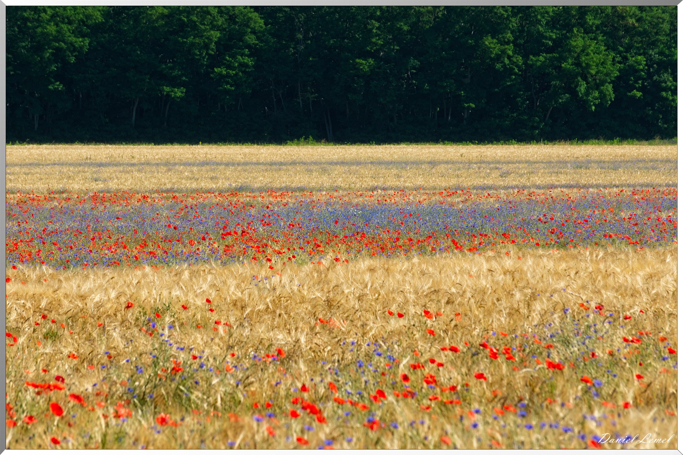 Champs de coquelicots