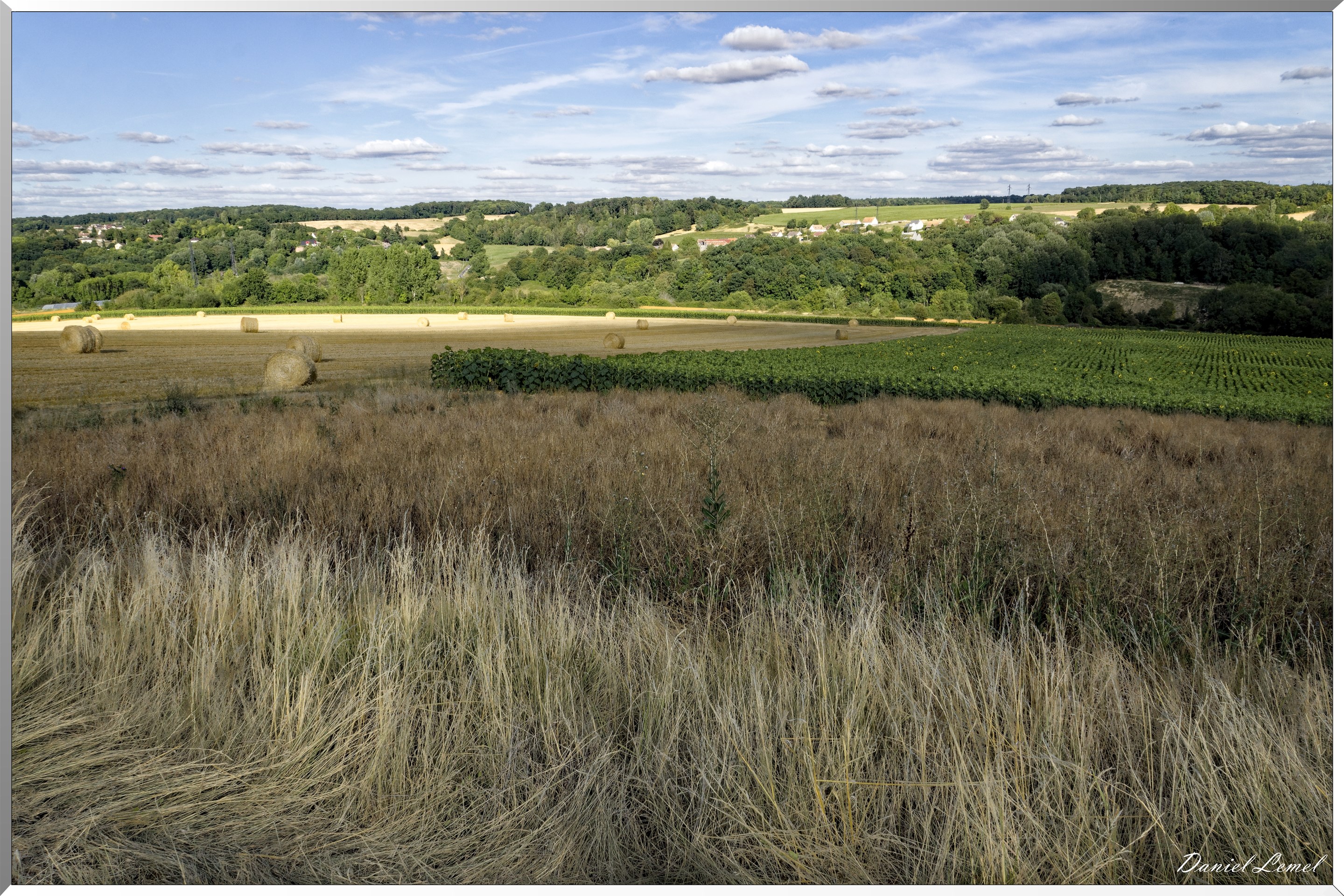 Champs de tournesols