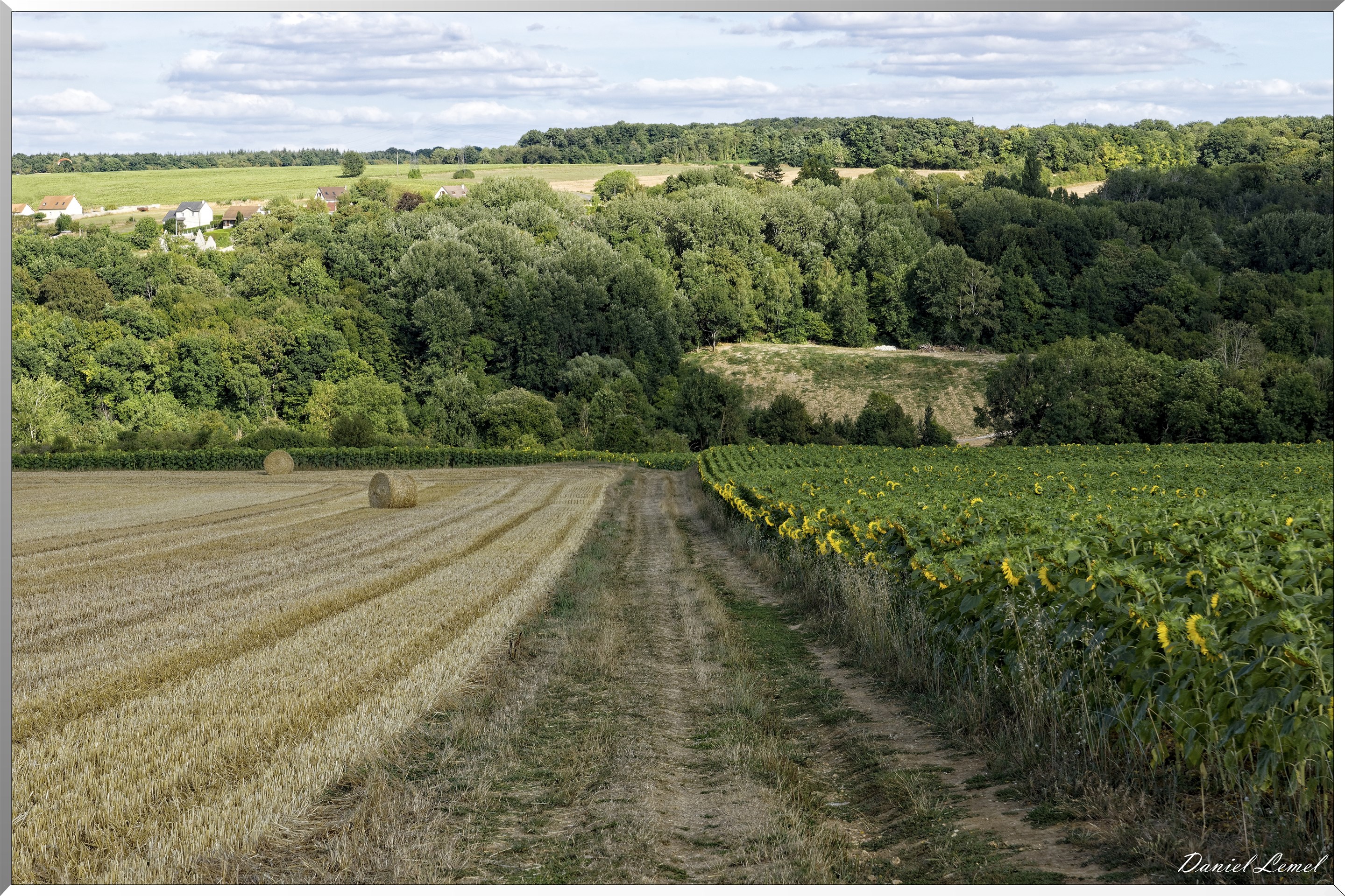 Champs de tournesols