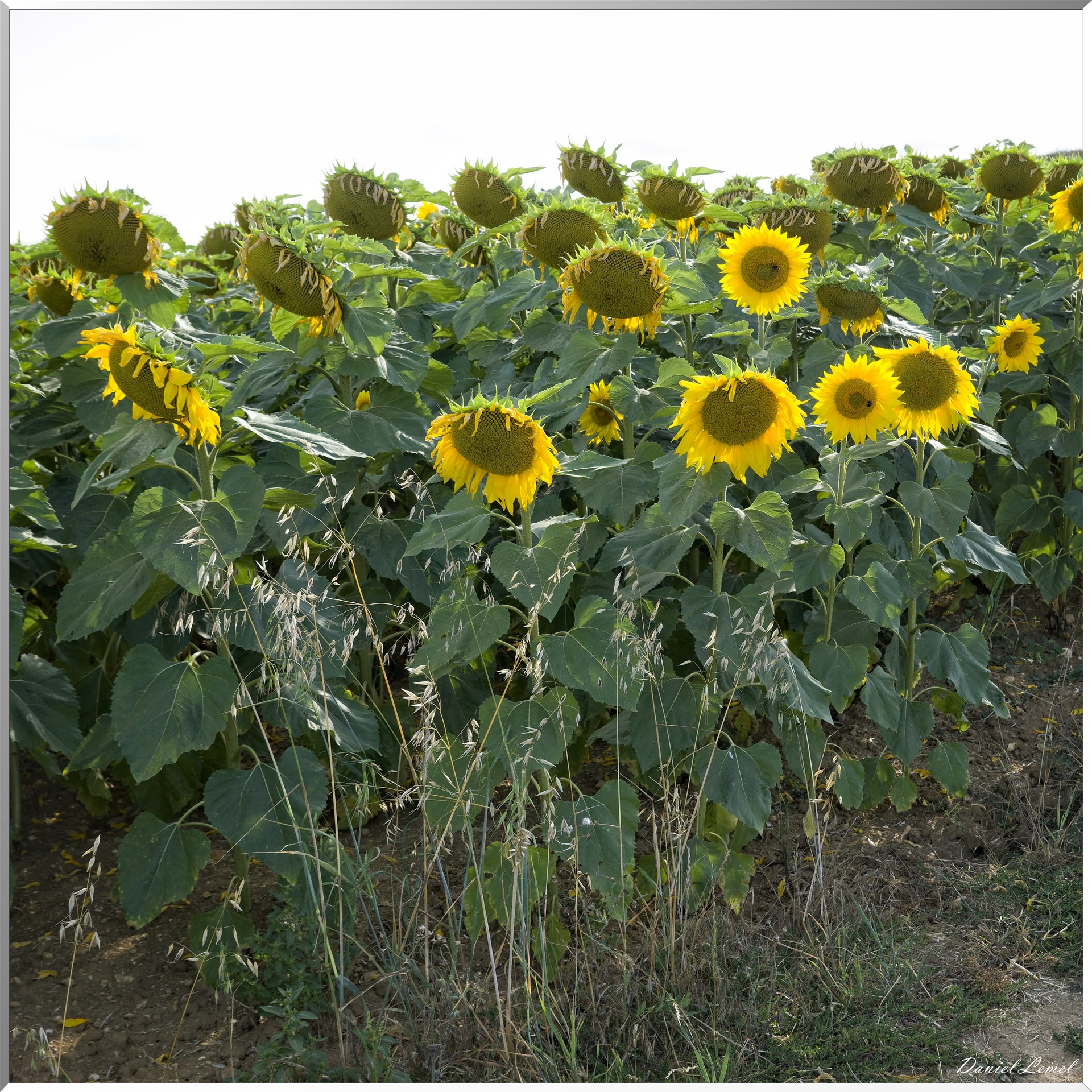 Champs de tournesols