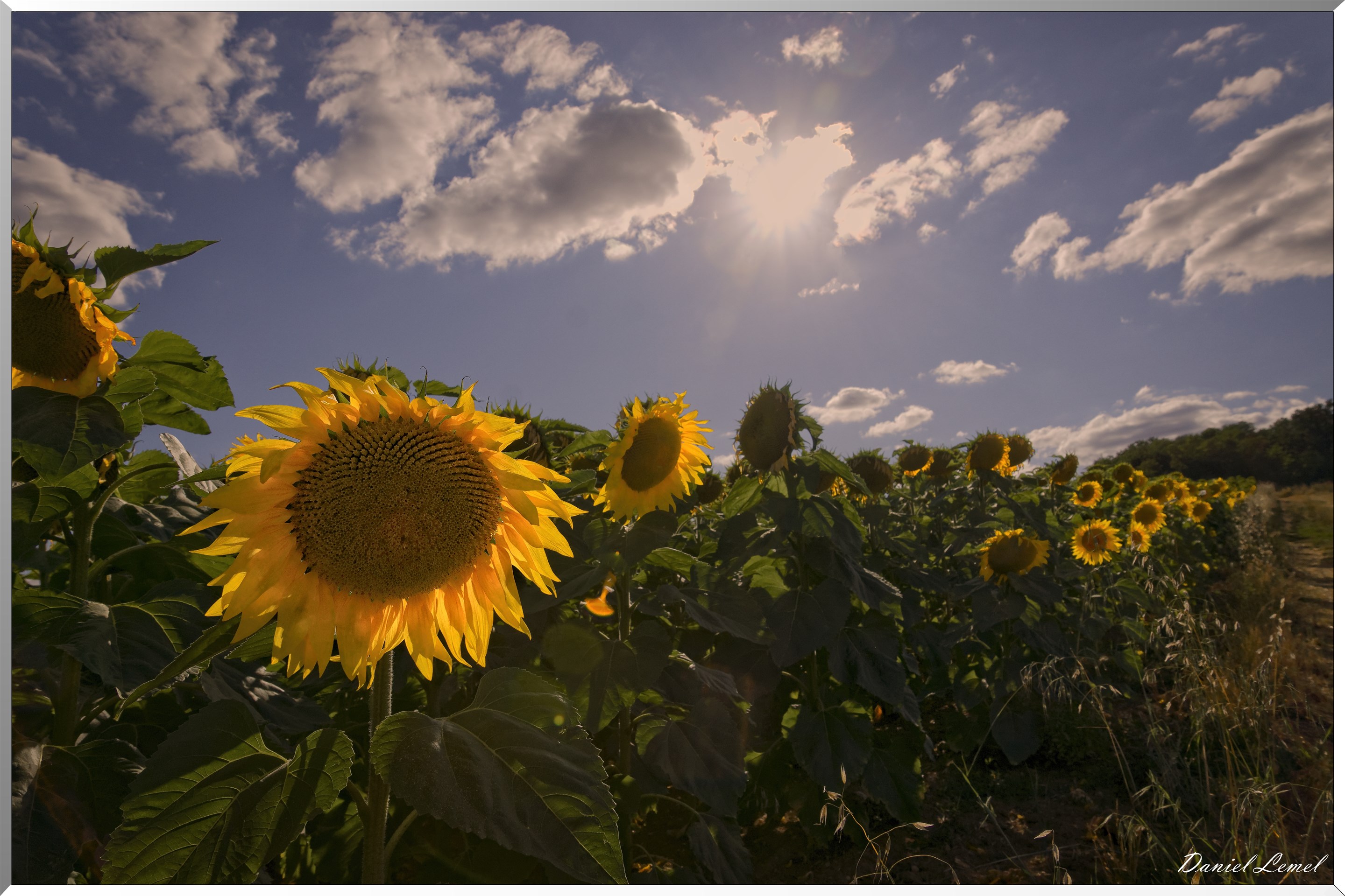 Champs de tournesols