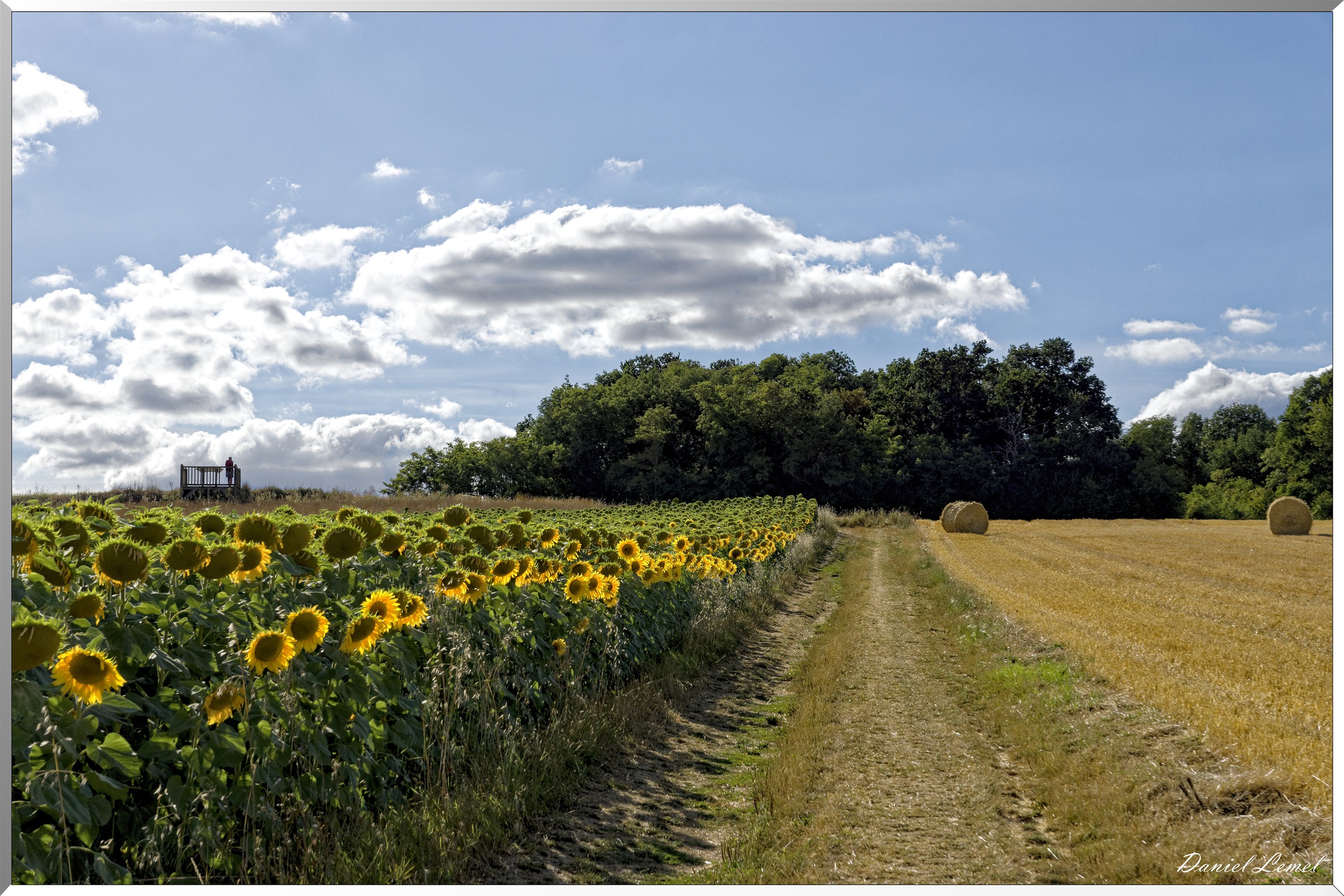 Champs de tournesols
