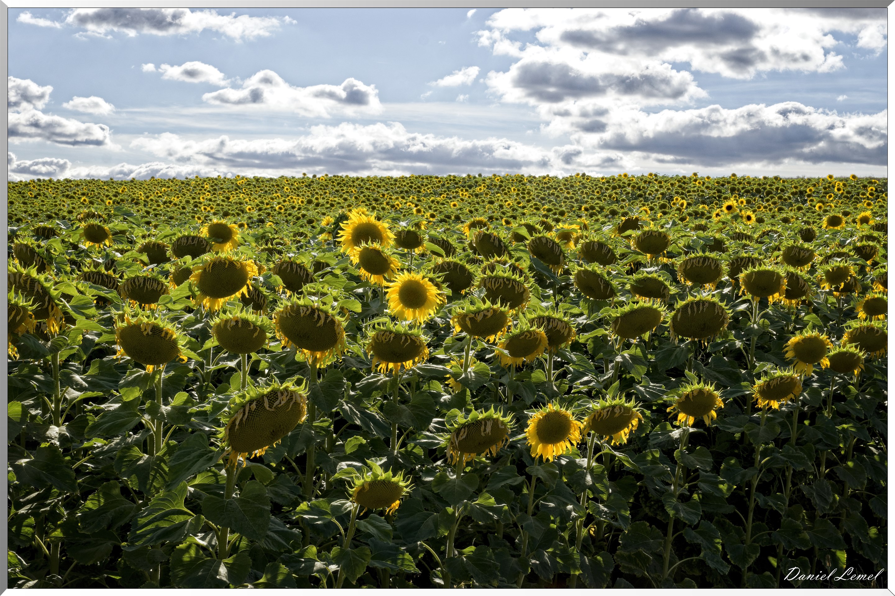 Champs de tournesols