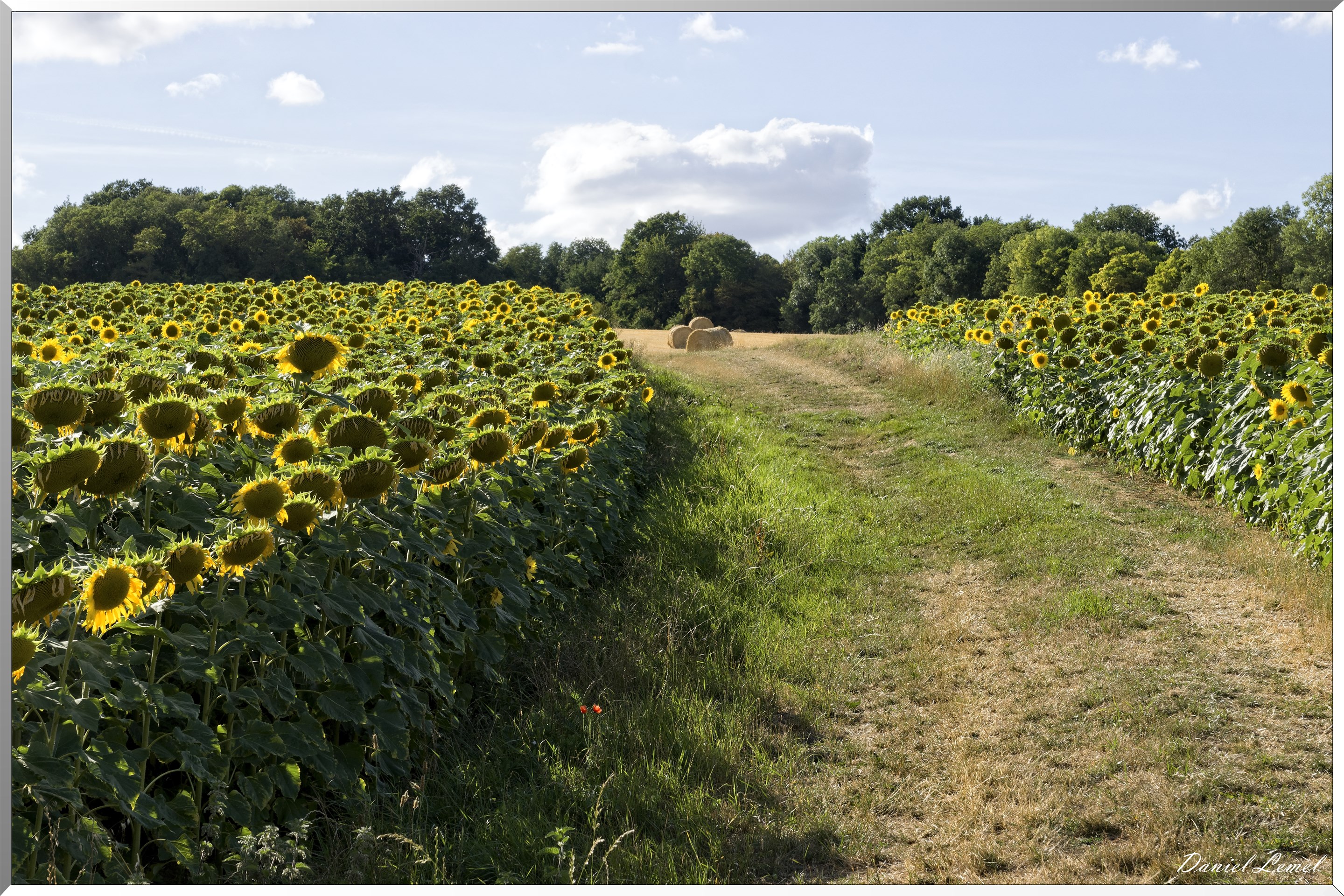 Champs de tournesols