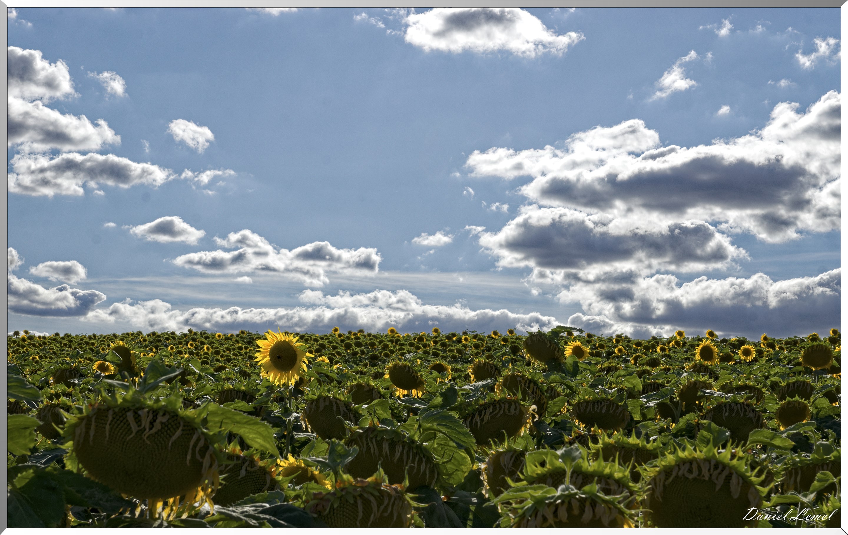 Champs de tournesols