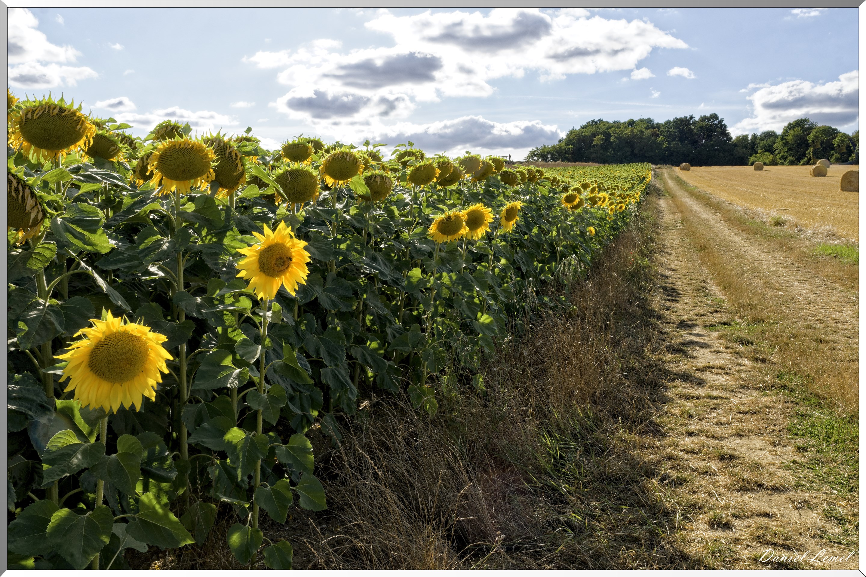 Champs de tournesols