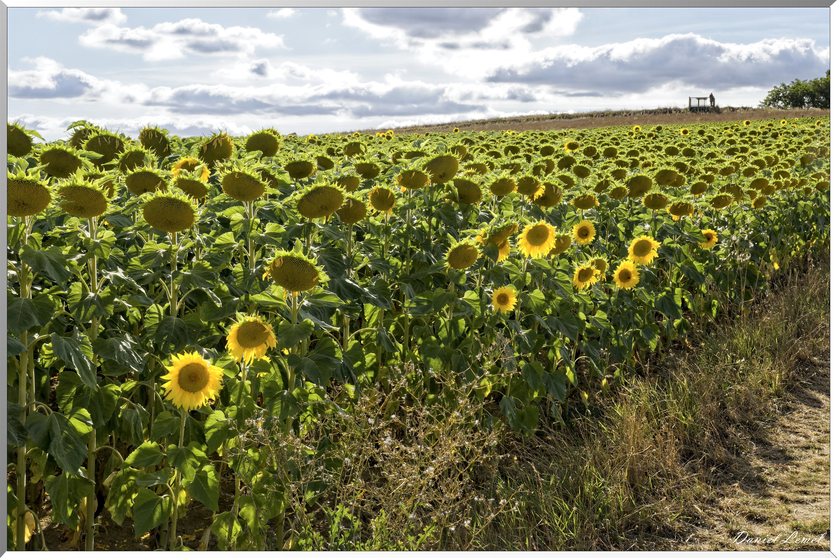 Champs de tournesols