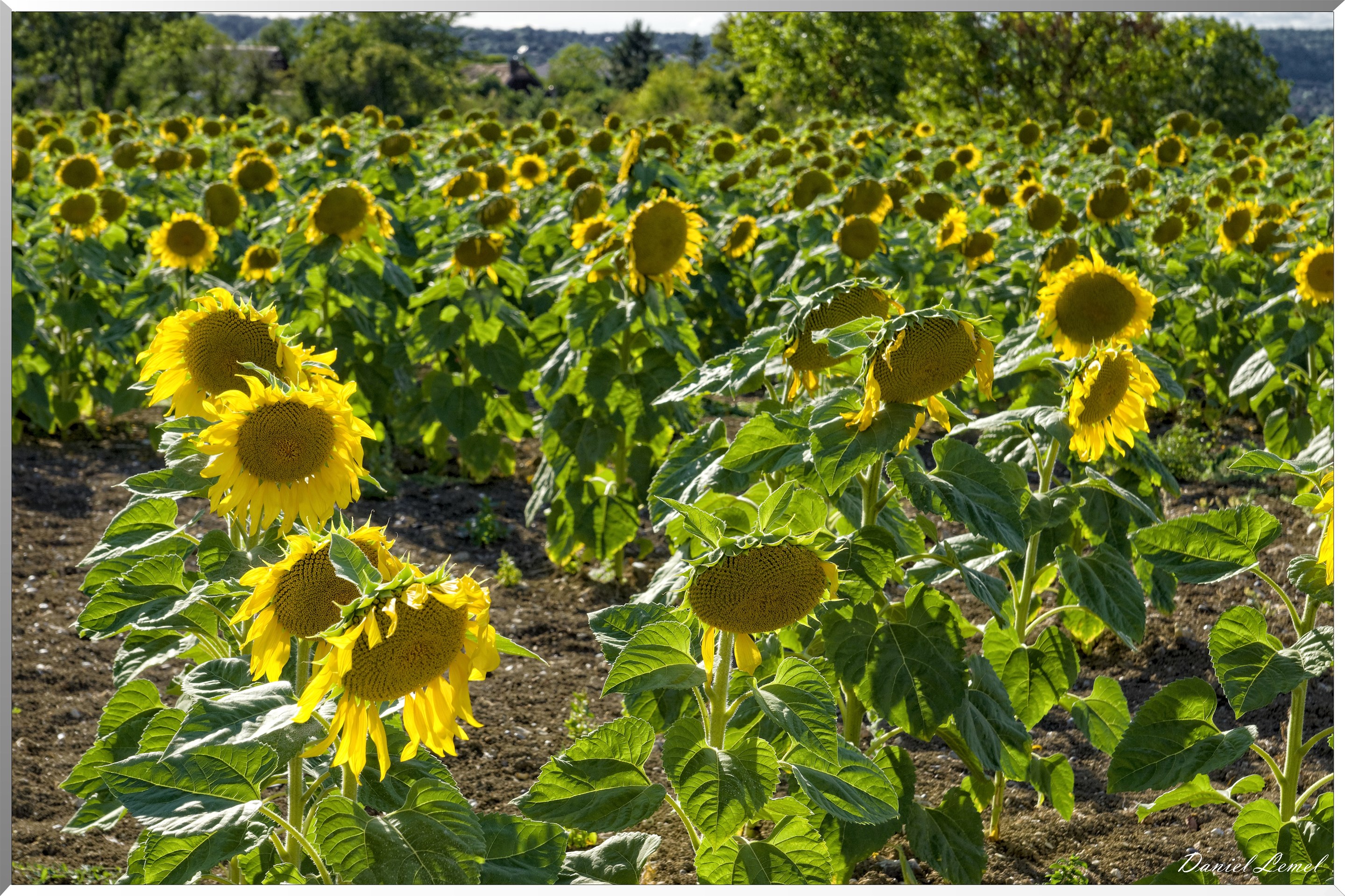 Champs de tournesols