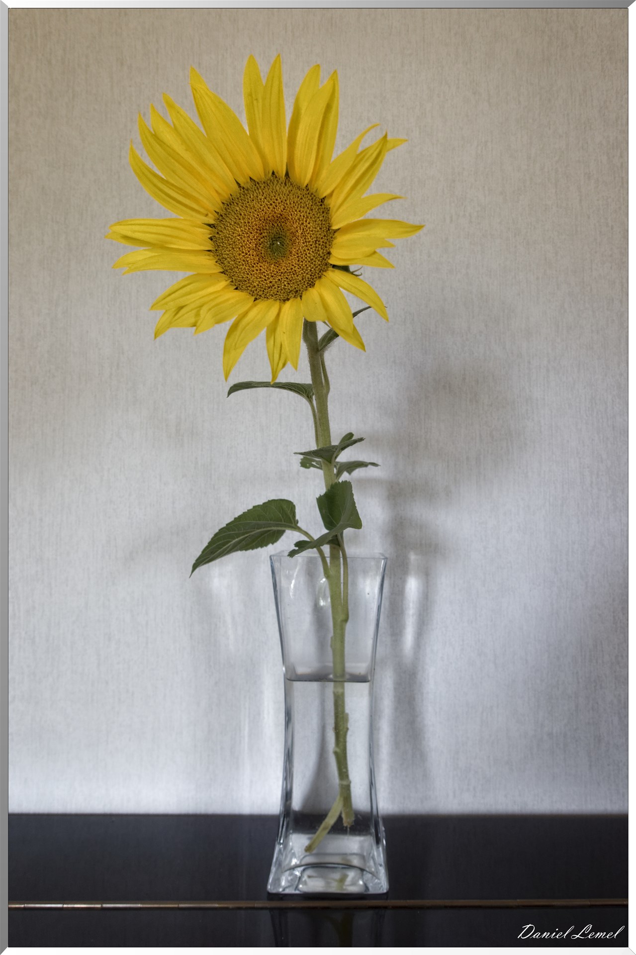 Champs de tournesols