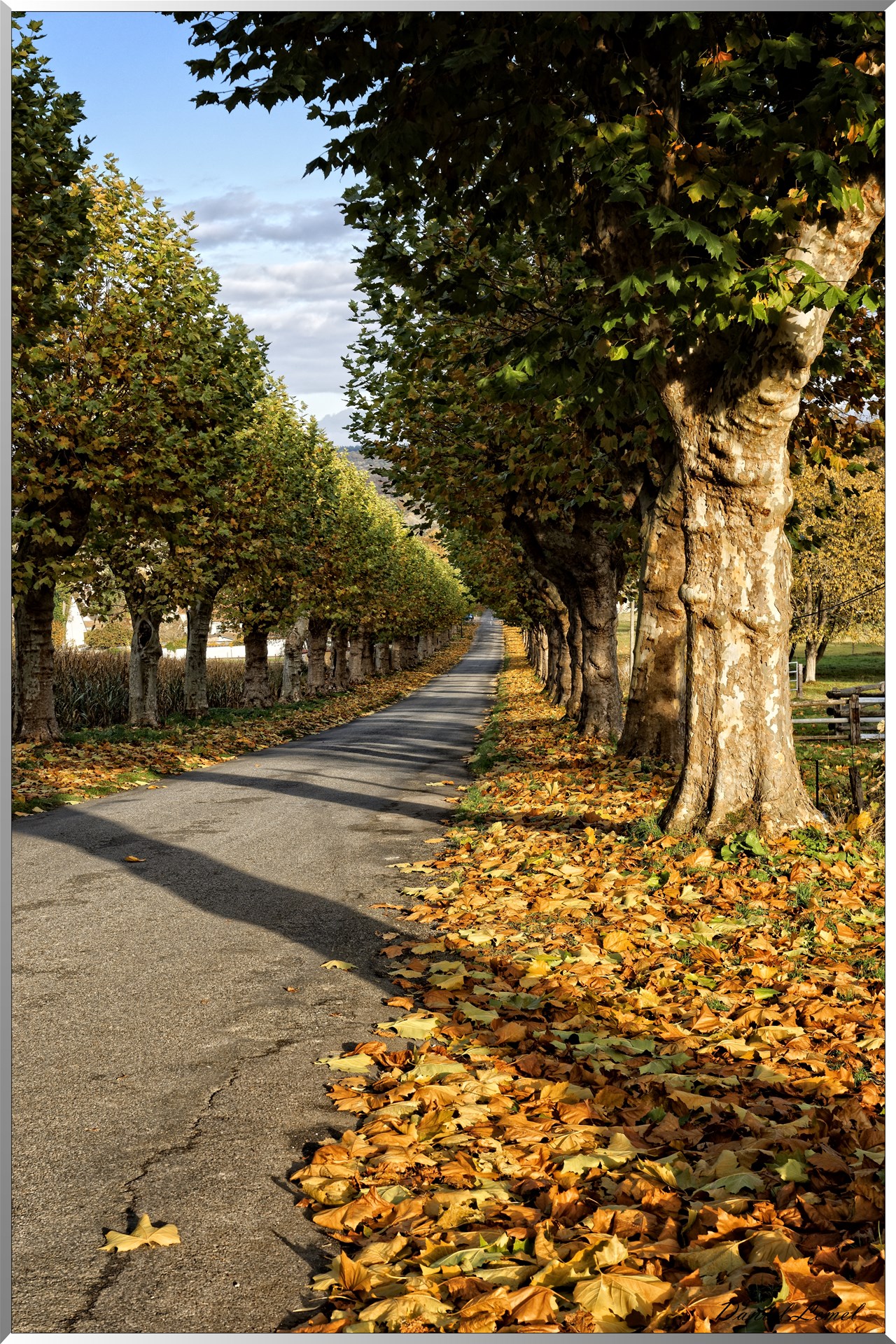 Allée du château de Saint-Just