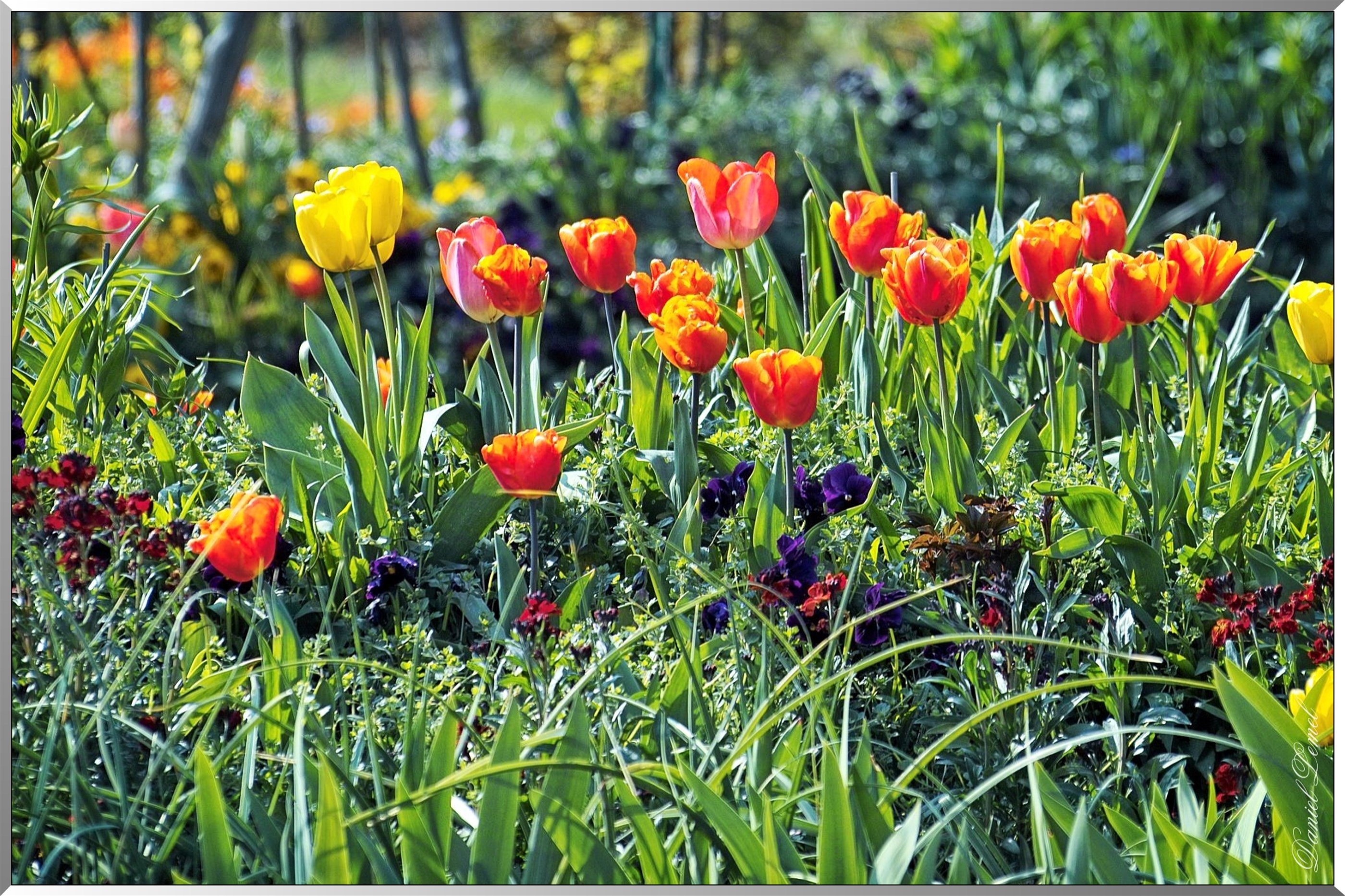 Giverny - la maison de Claude monet - 30 Mai 2004