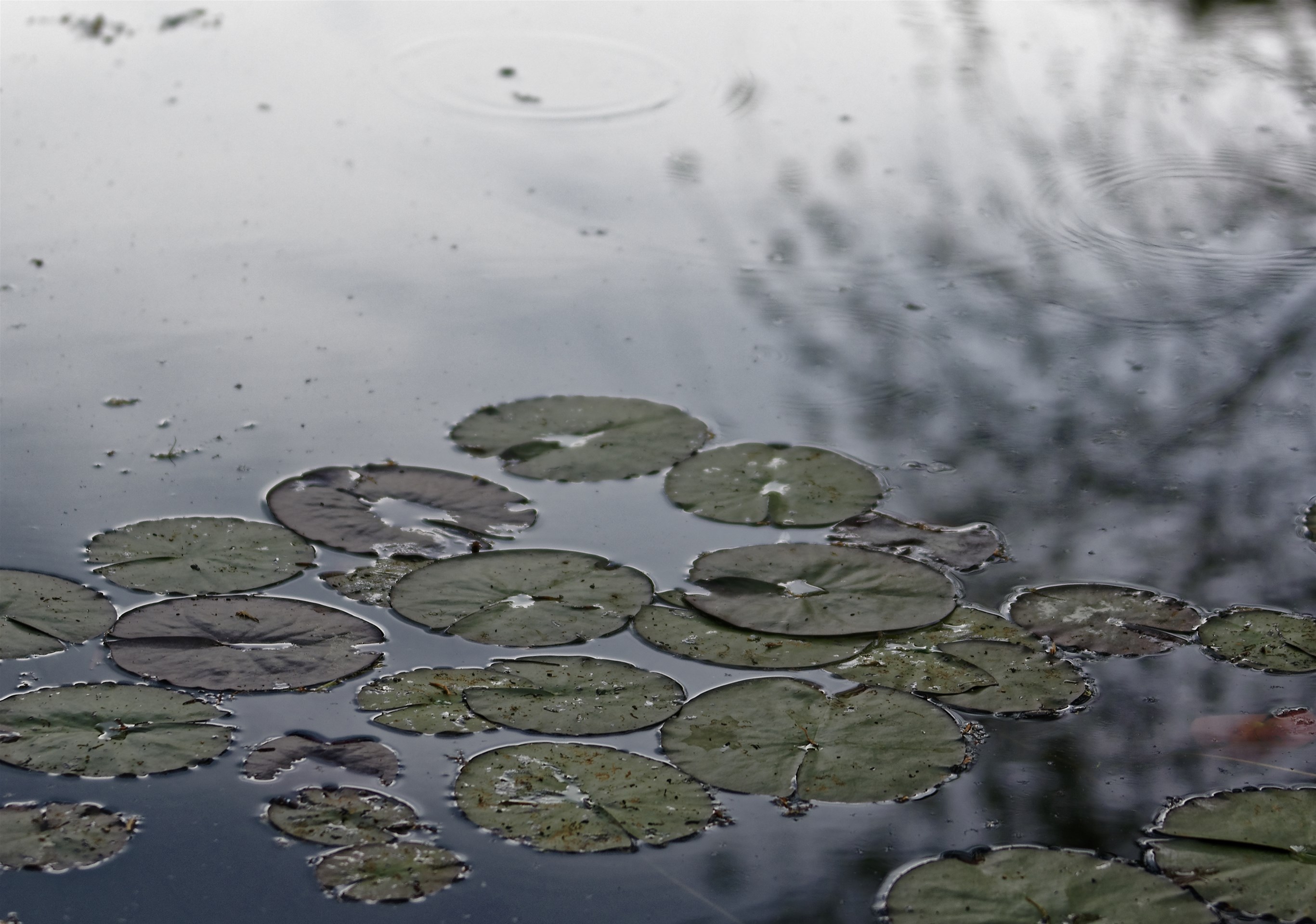 Giverny - la maison de Claude monet - 17 Mai 2017