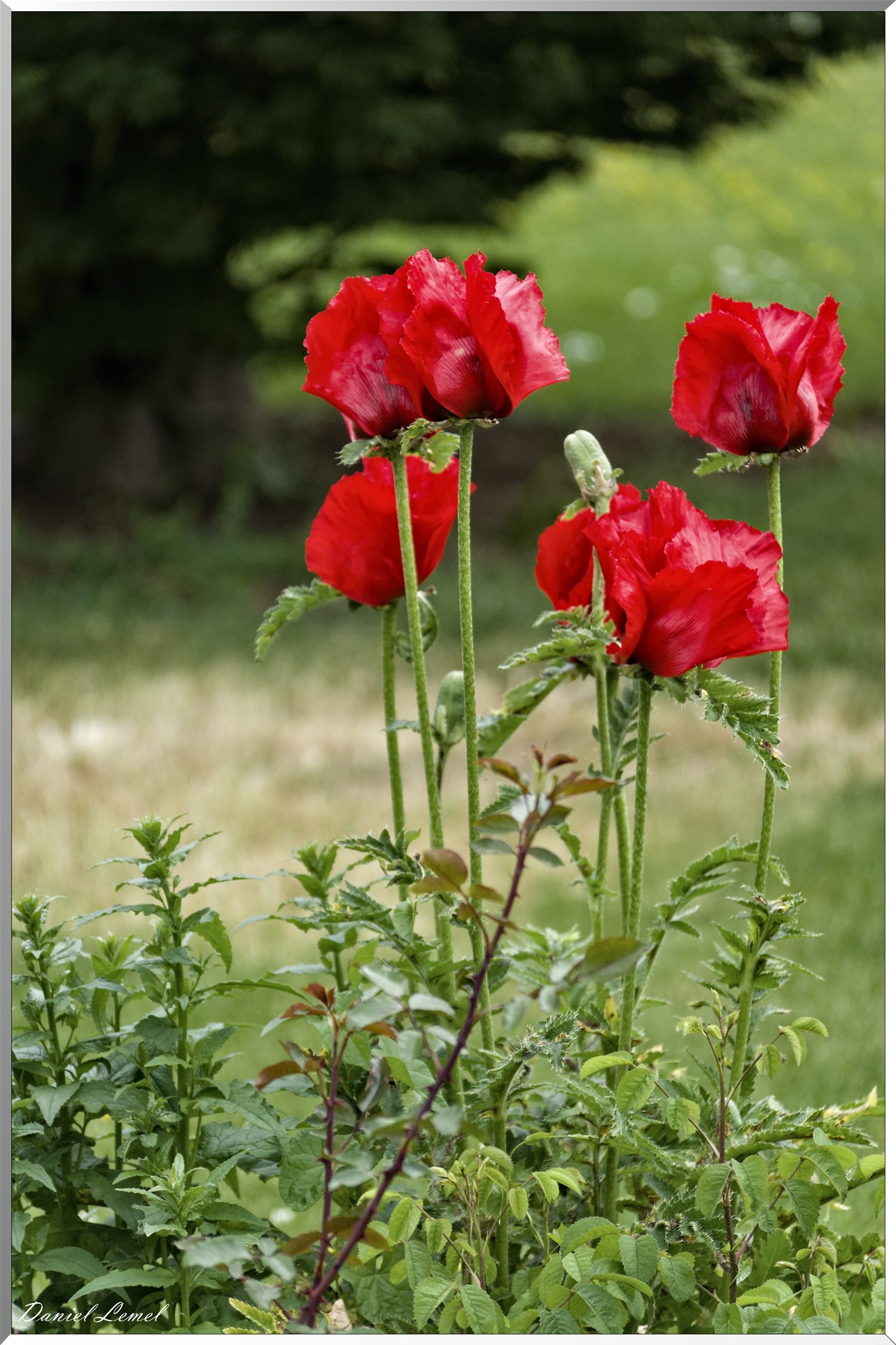 Giverny - la maison de Claude monet - 23 Mai 2018
