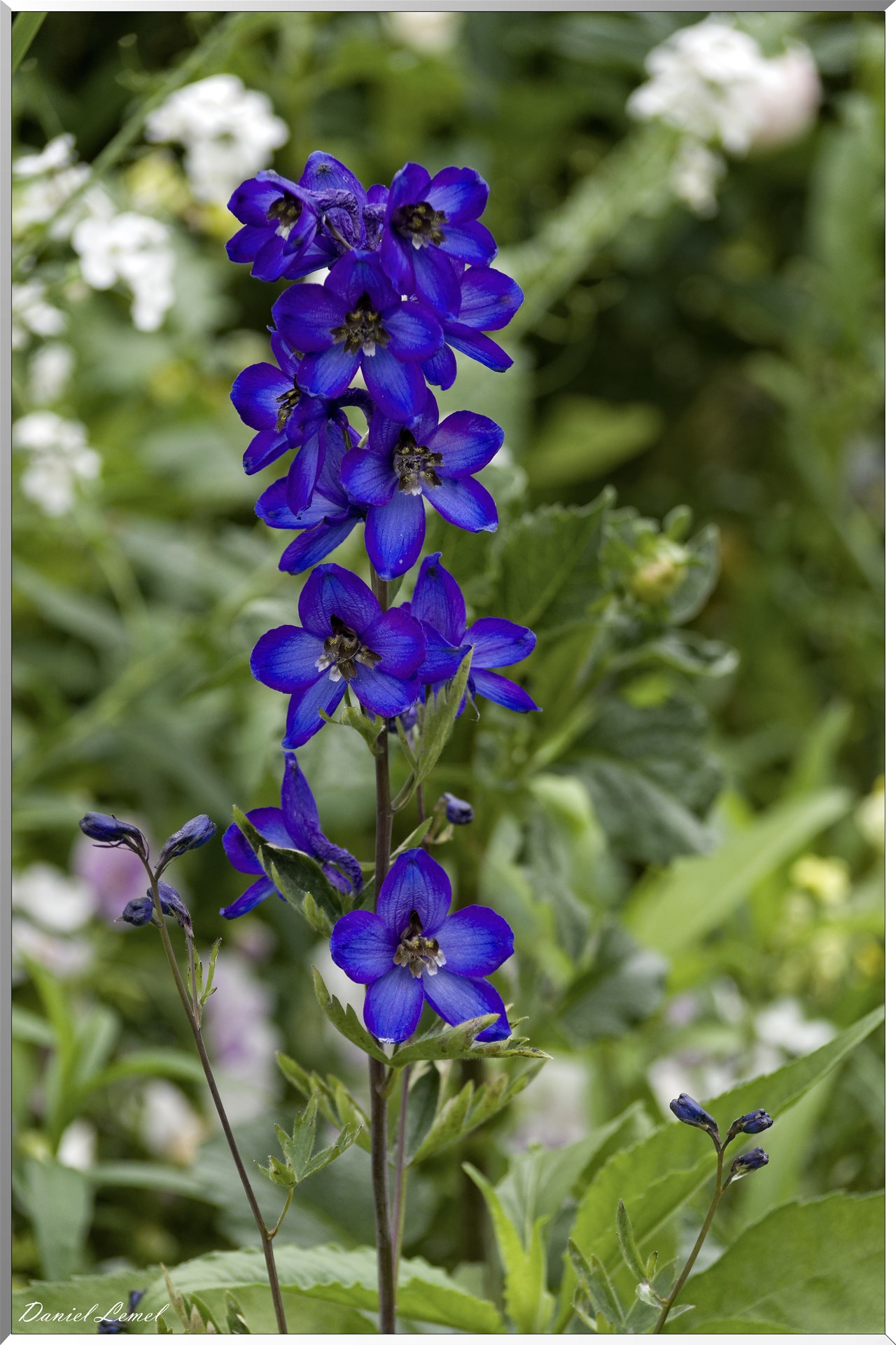 Giverny - la maison de Claude monet - 23 Mai 2018
