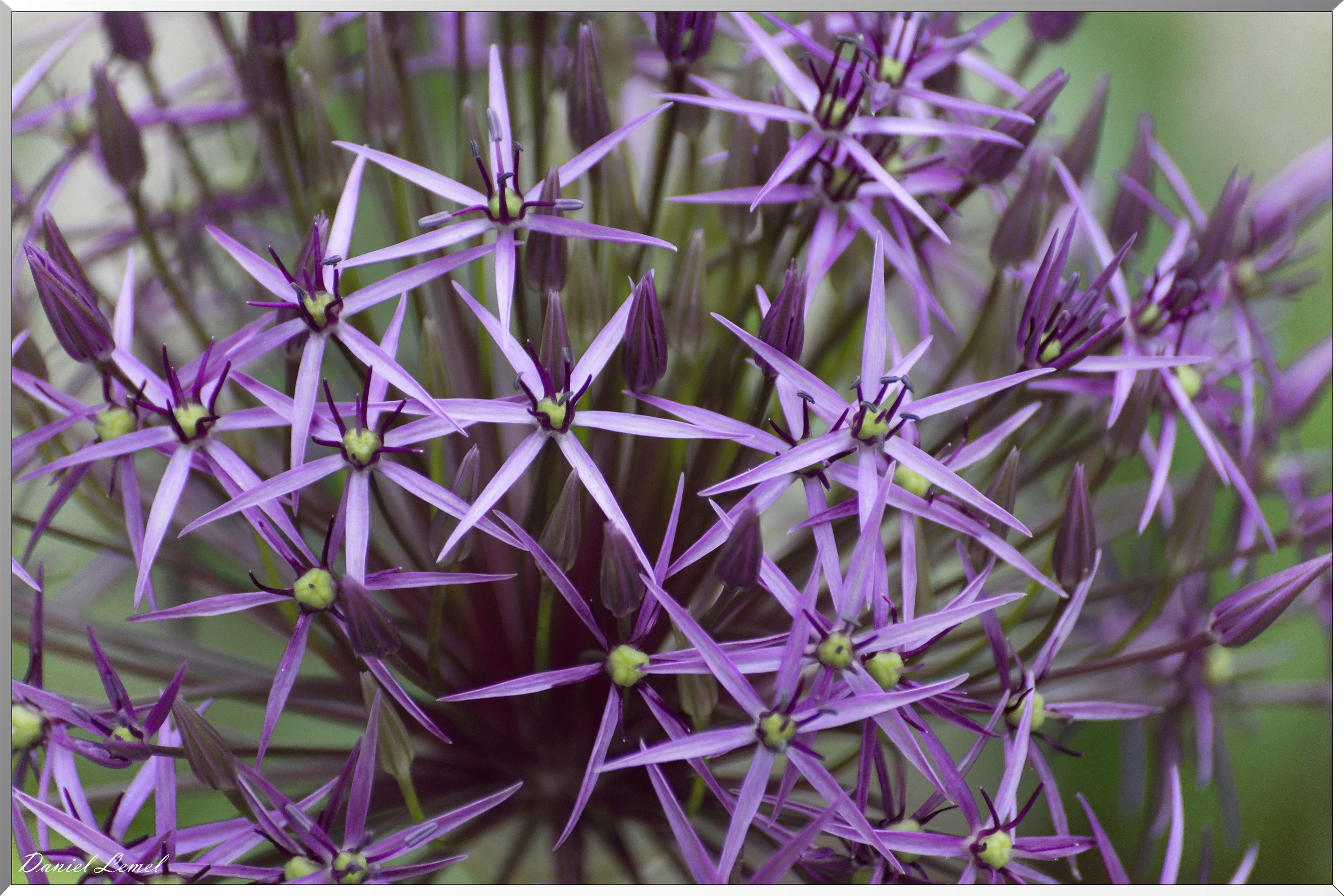 Giverny - la maison de Claude monet - 23 Mai 2018
