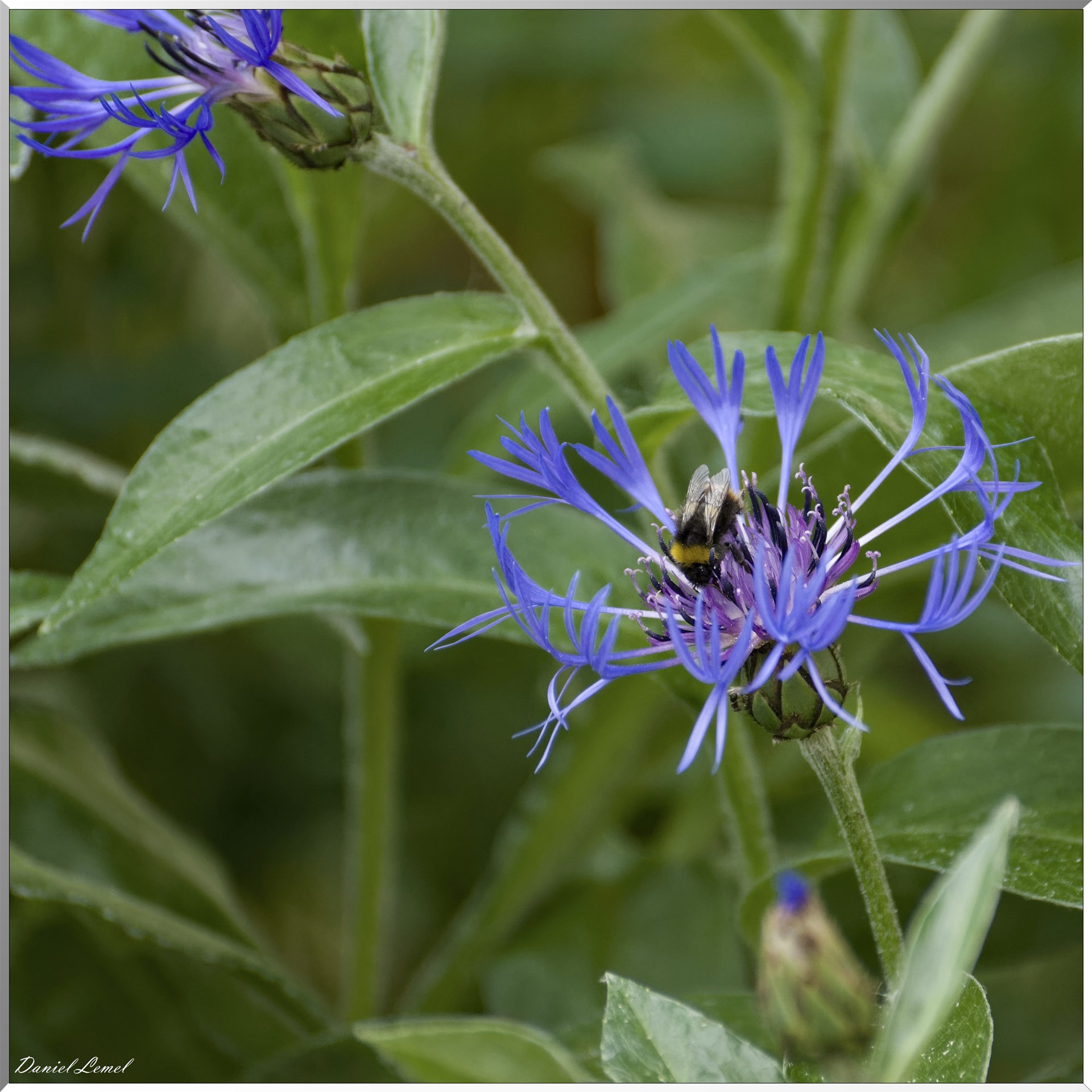 Giverny - la maison de Claude monet - 23 Mai 2018