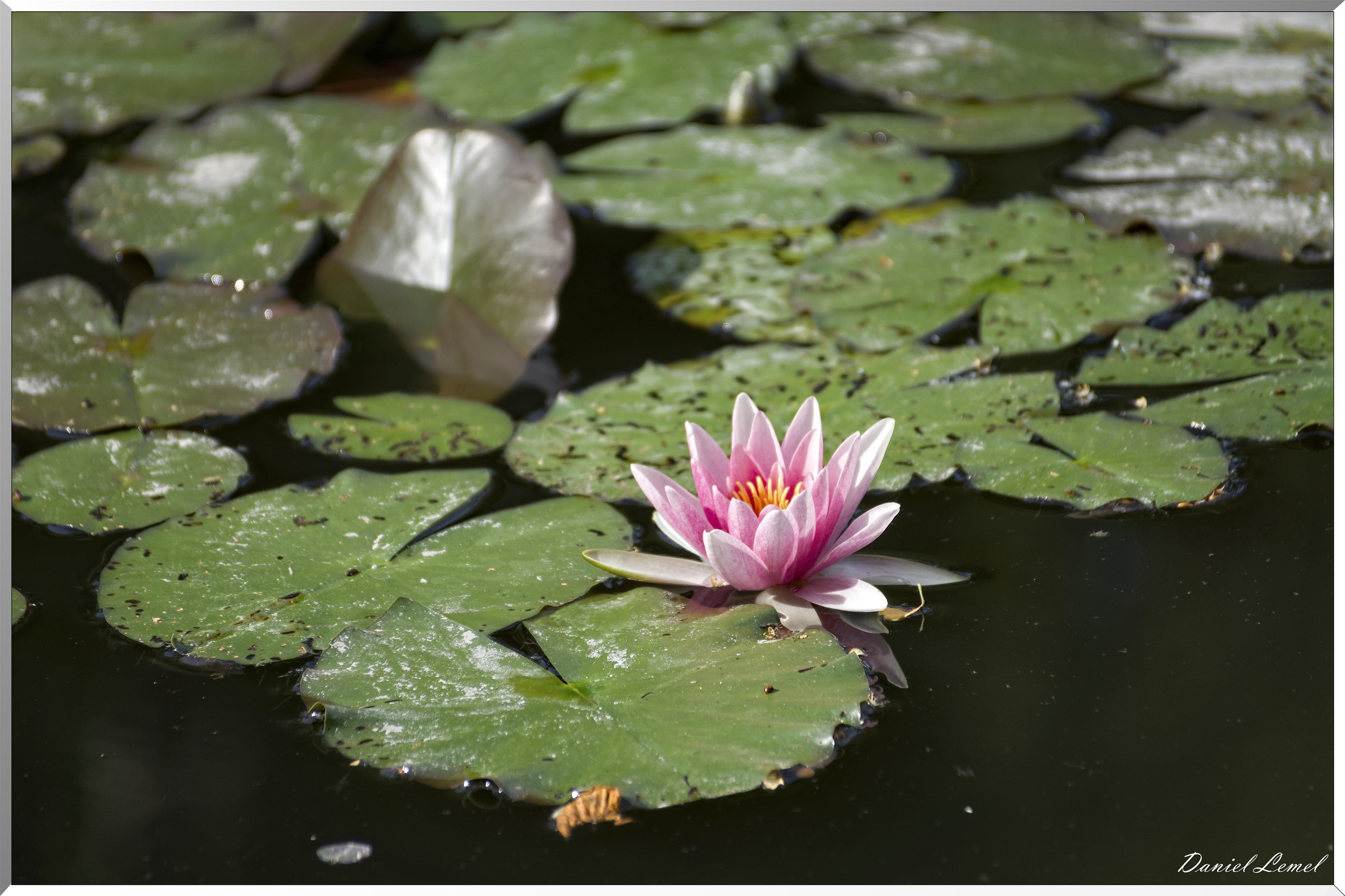 Giverny - la maison de Claude monet - 15 Juin 2021