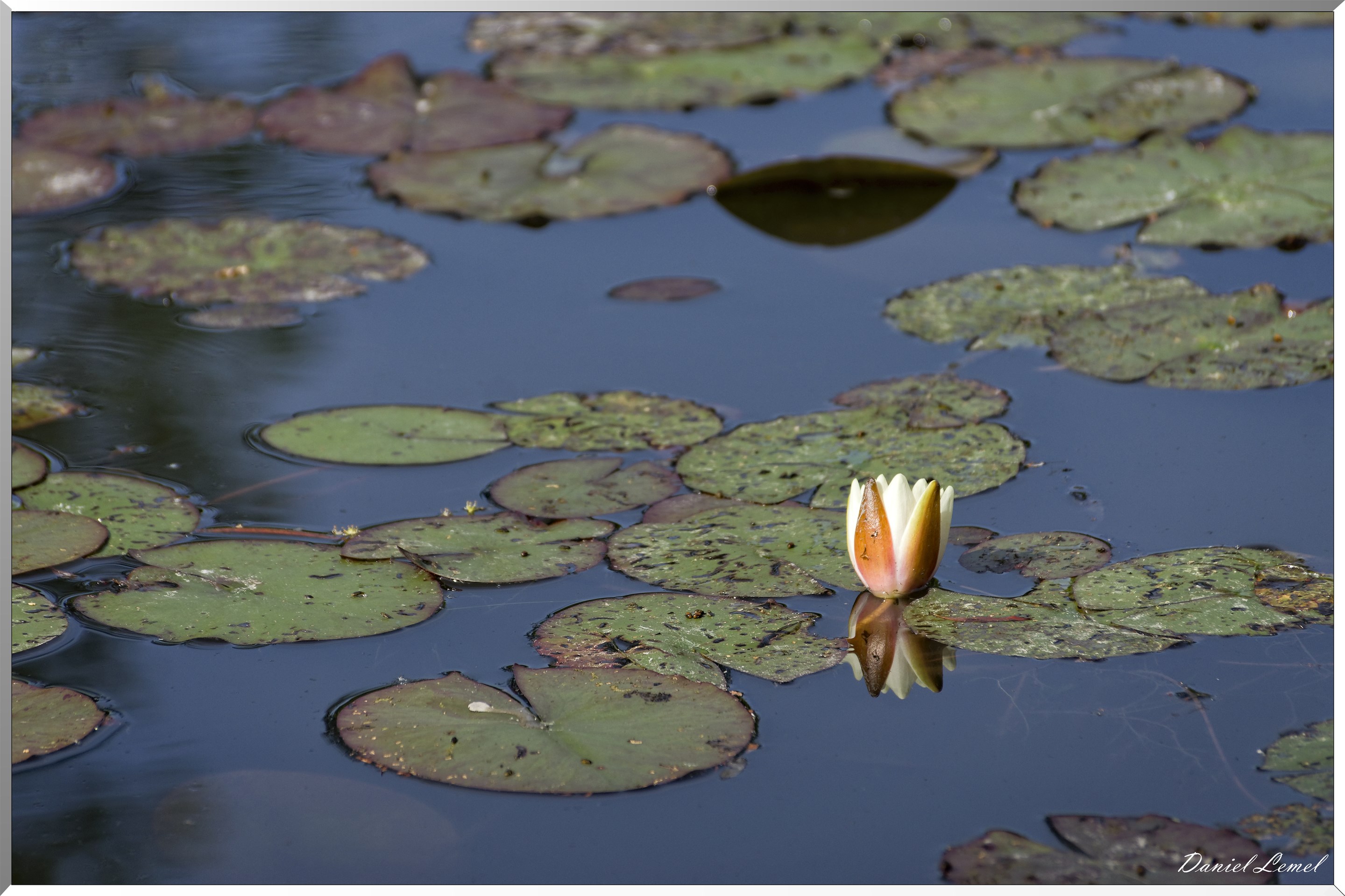 Giverny - la maison de Claude monet - 15 Juin 2021