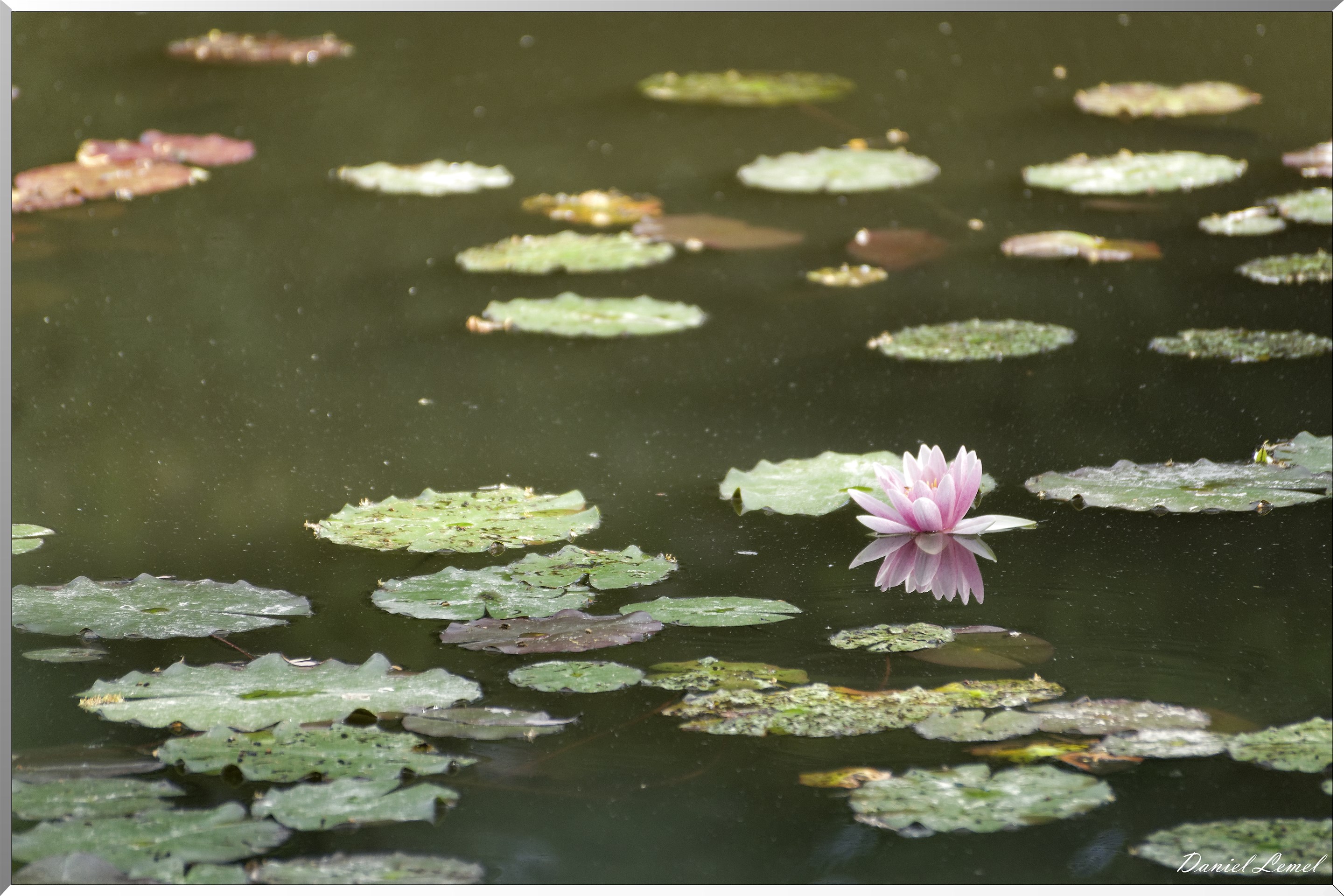 Giverny - la maison de Claude monet - 15 Juin 2021