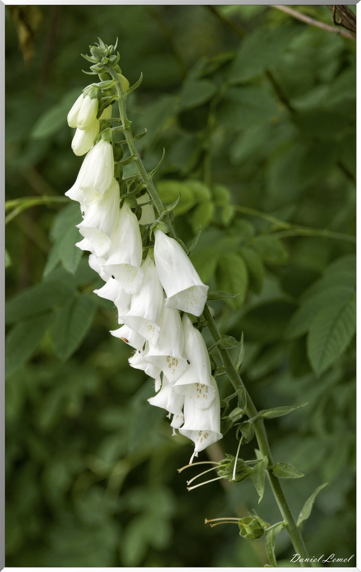 Giverny - la maison de Claude monet - 15 Juin 2021