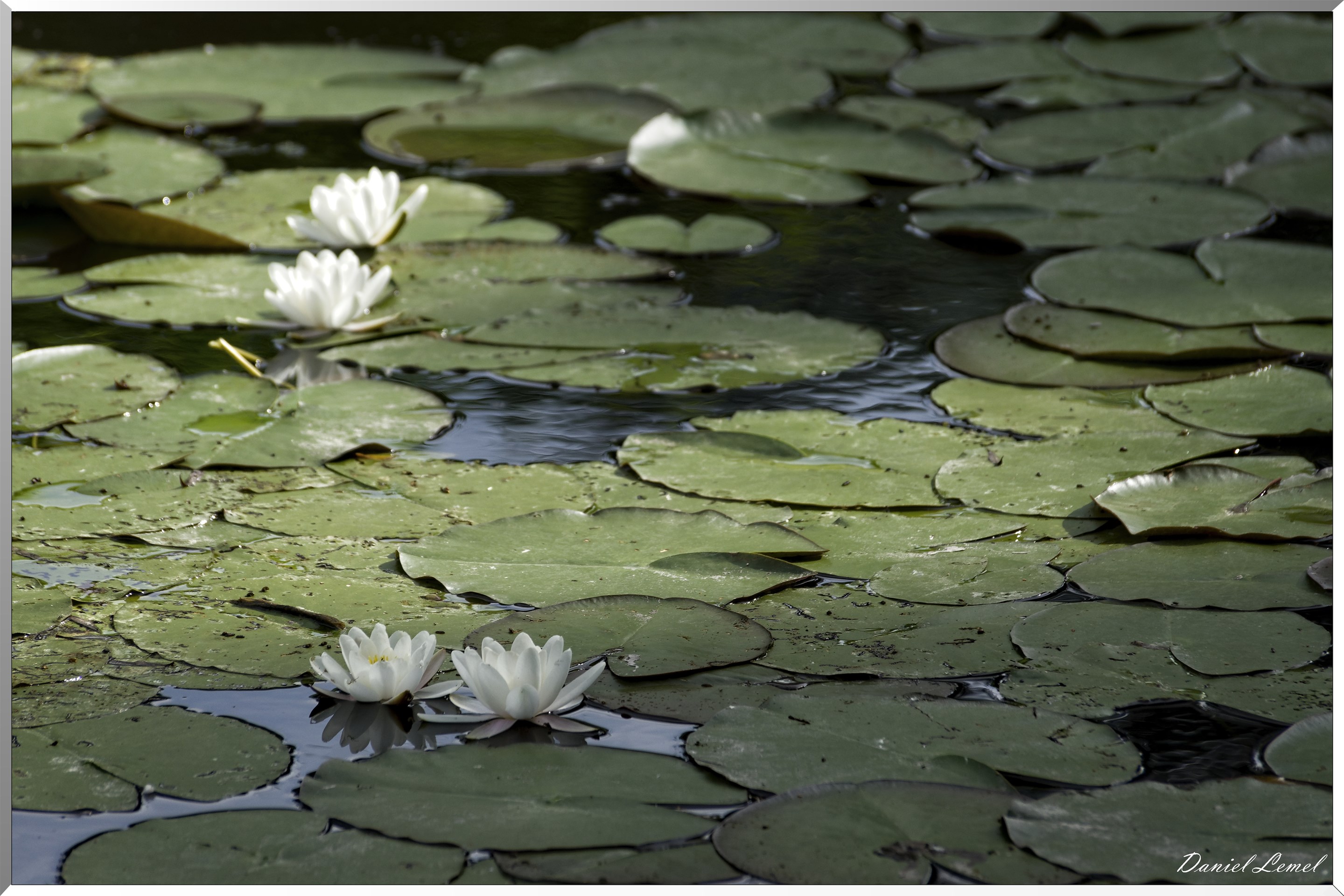 Giverny - la maison de Claude monet - 15 Juin 2021