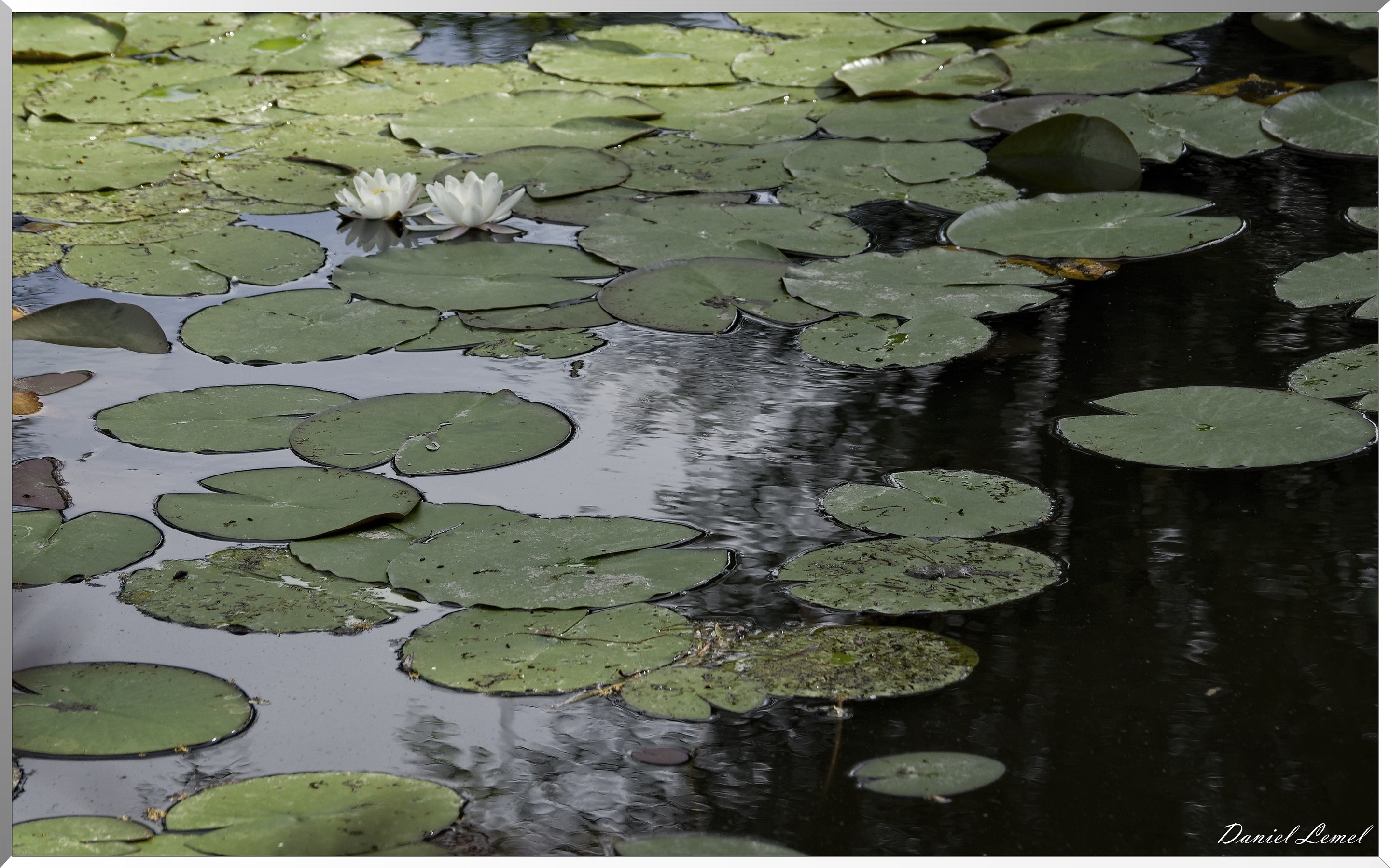 Giverny - la maison de Claude monet - 15 Juin 2021