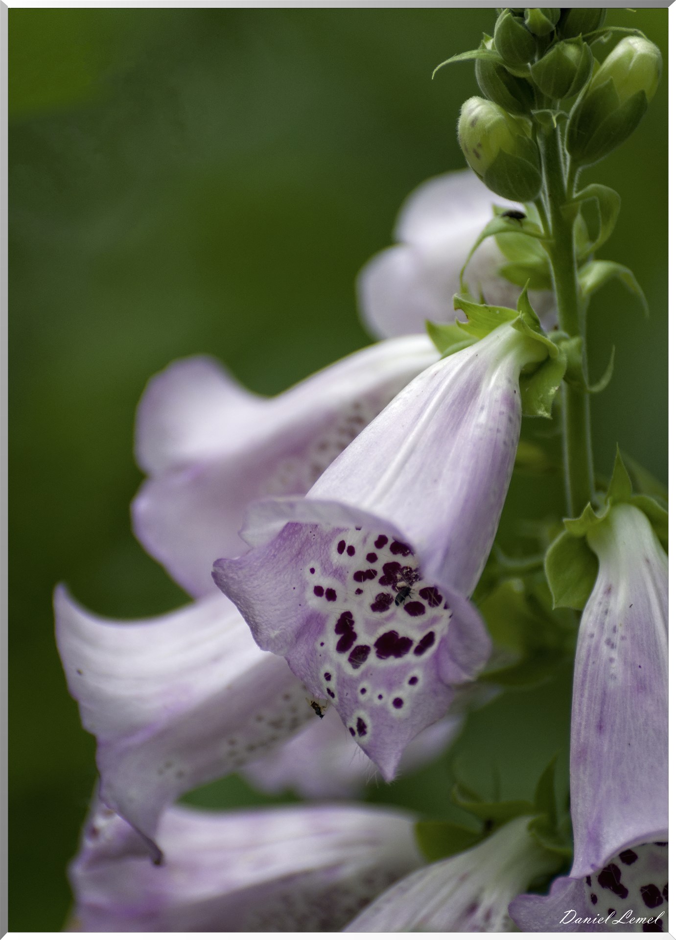 Giverny - la maison de Claude monet - 15 Juin 2021