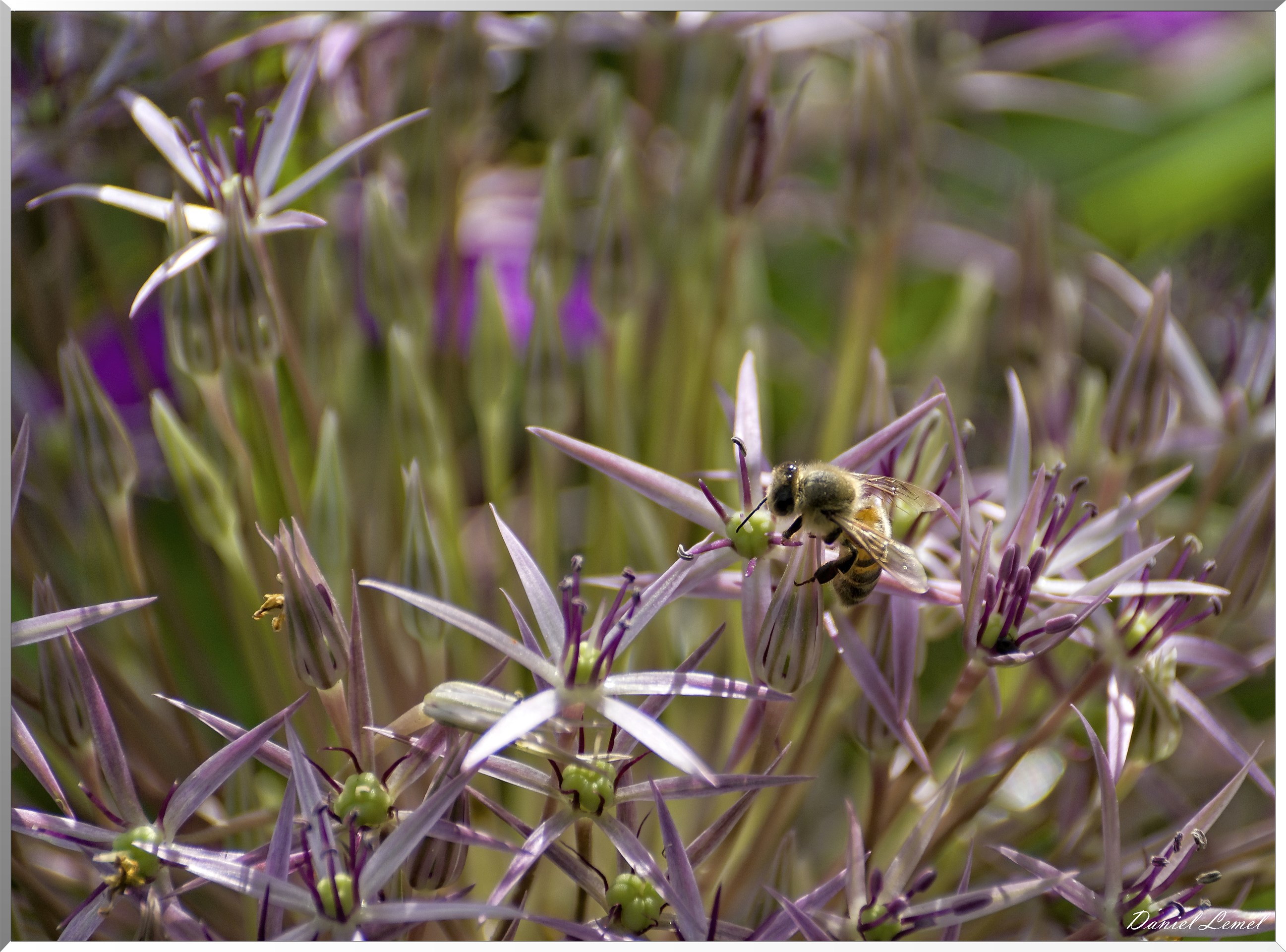 Giverny - la maison de Claude monet - 15 Juin 2021