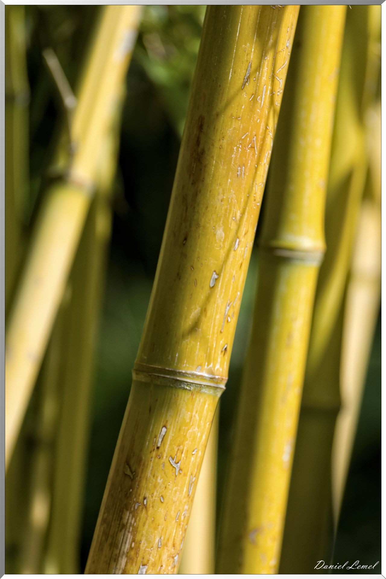 Giverny - la maison de Claude monet - 15 Juin 2021