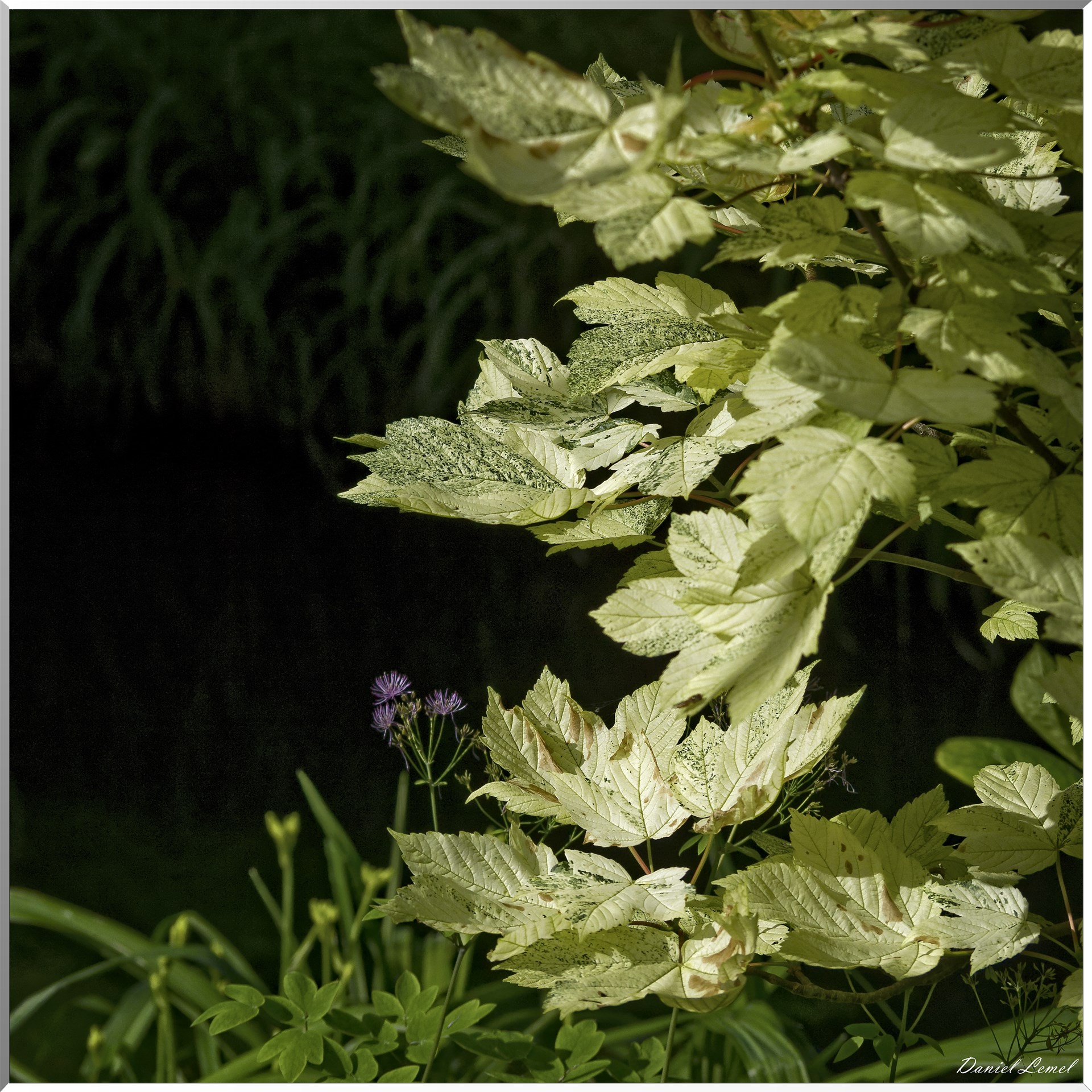 Giverny - la maison de Claude monet - 15 Juin 2021