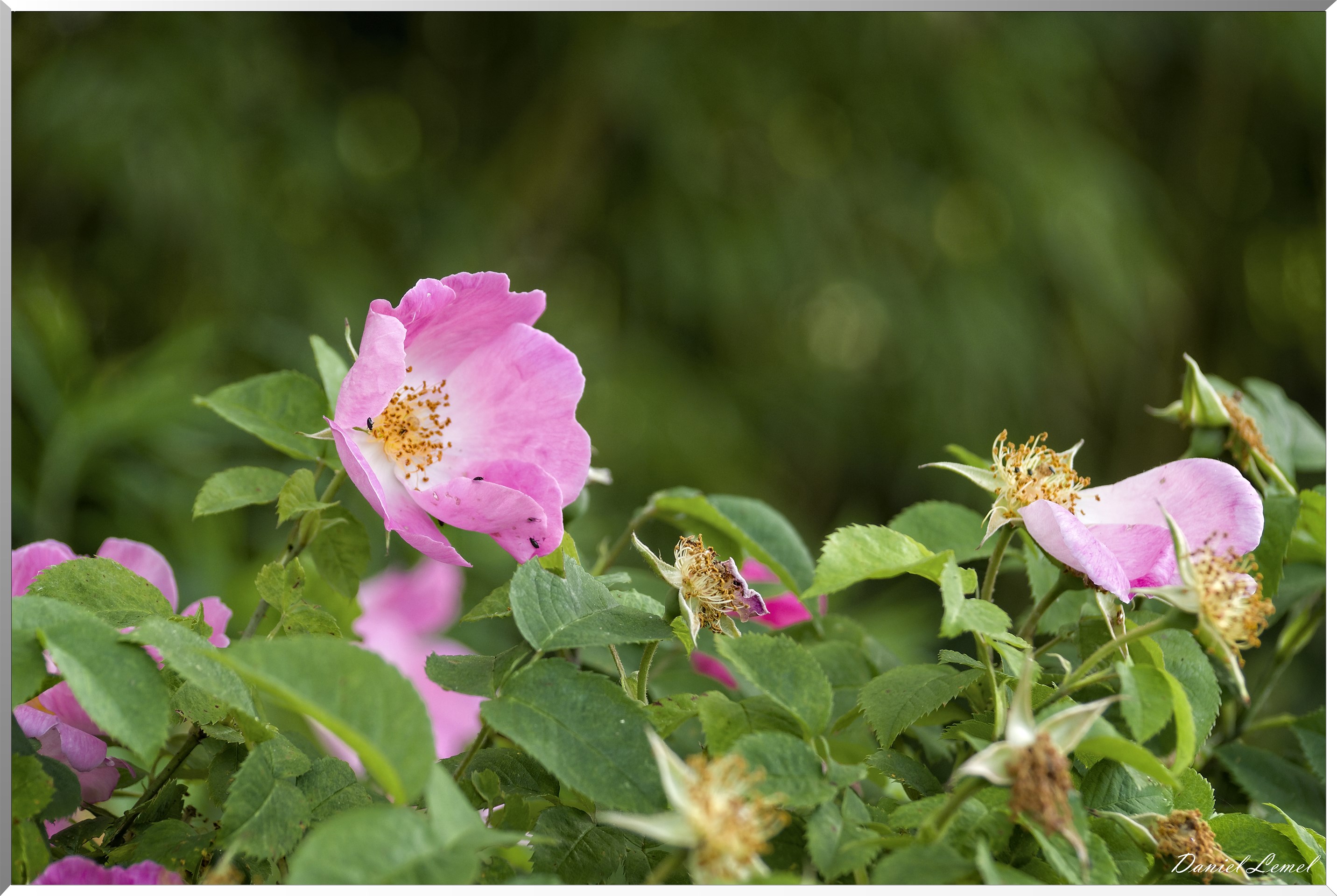 Giverny - la maison de Claude monet - 15 Juin 2021