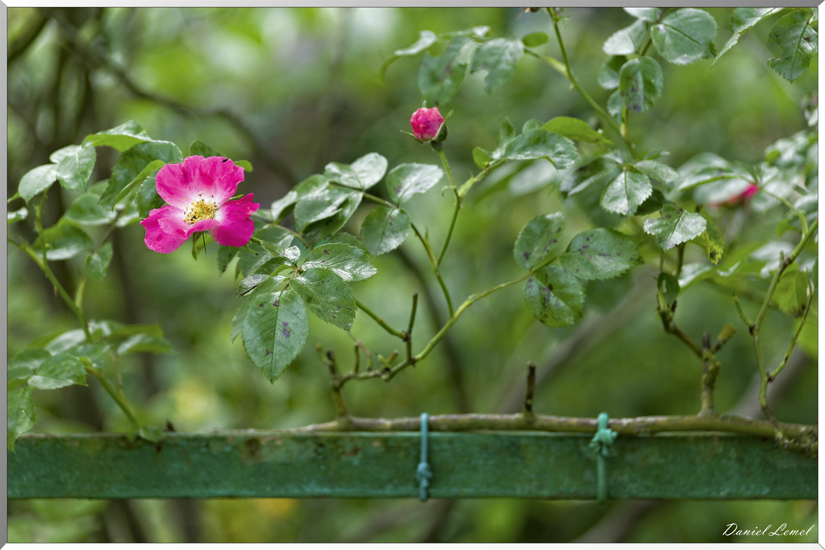Giverny - la maison de Claude monet - 15 Juin 2021