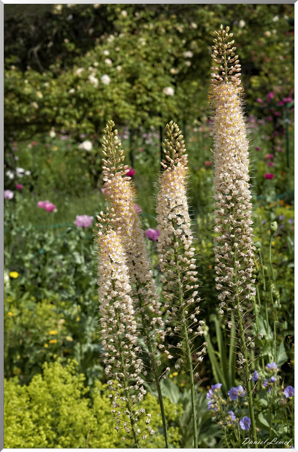 Giverny - la maison de Claude monet - 15 Juin 2021